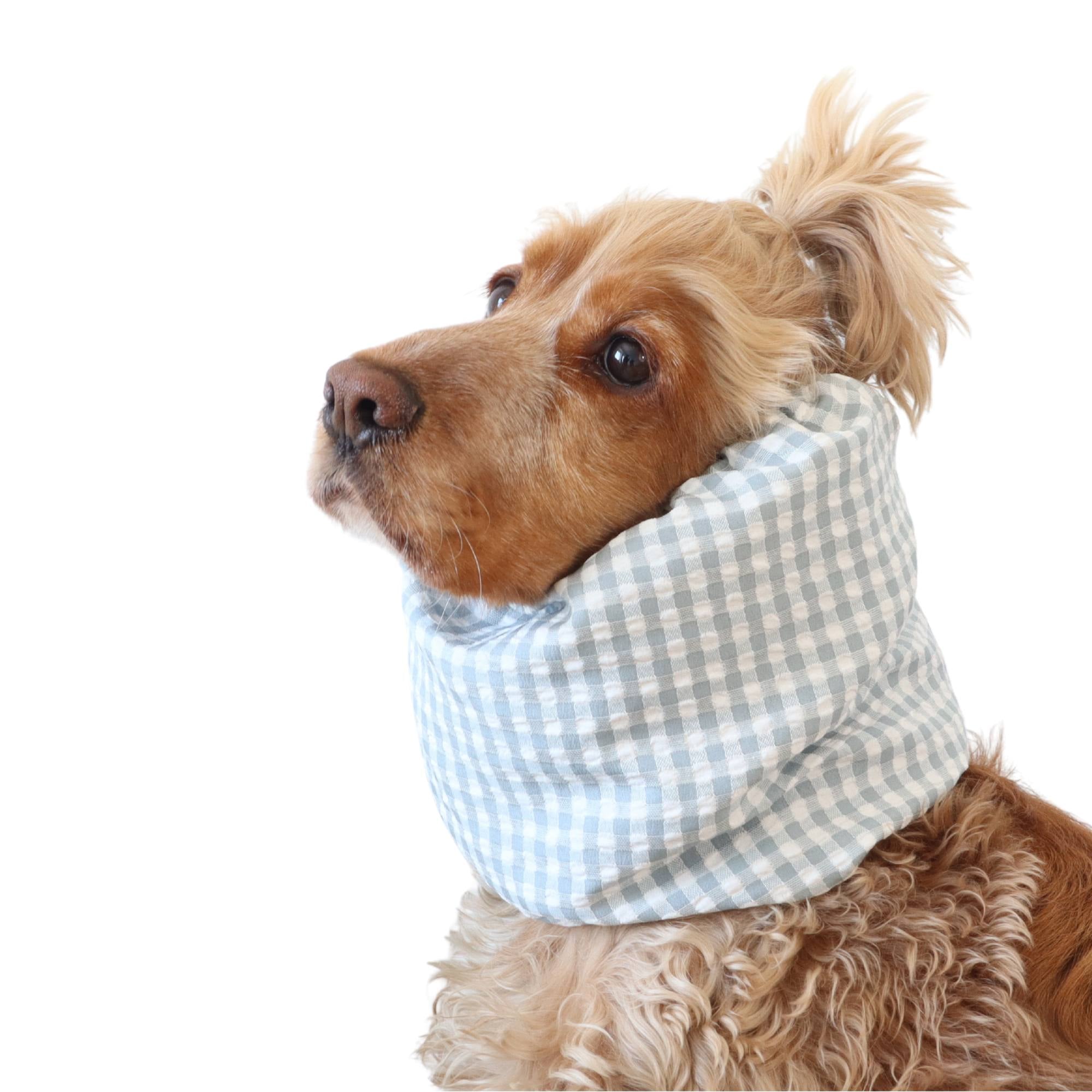 dog with snood