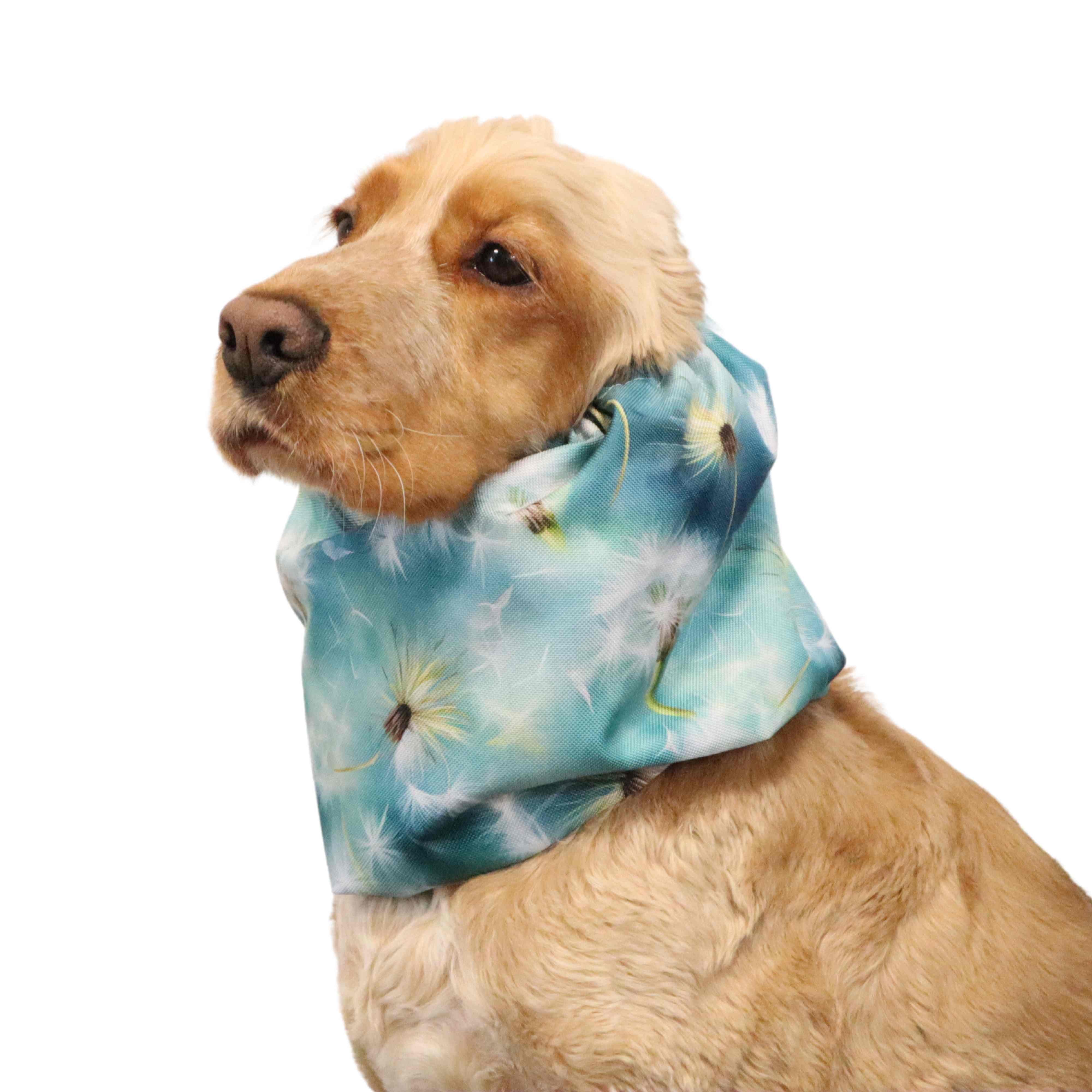 brown cocker spaniel with waterproof light blue dog snood decorated with fluffs created by distinguish me