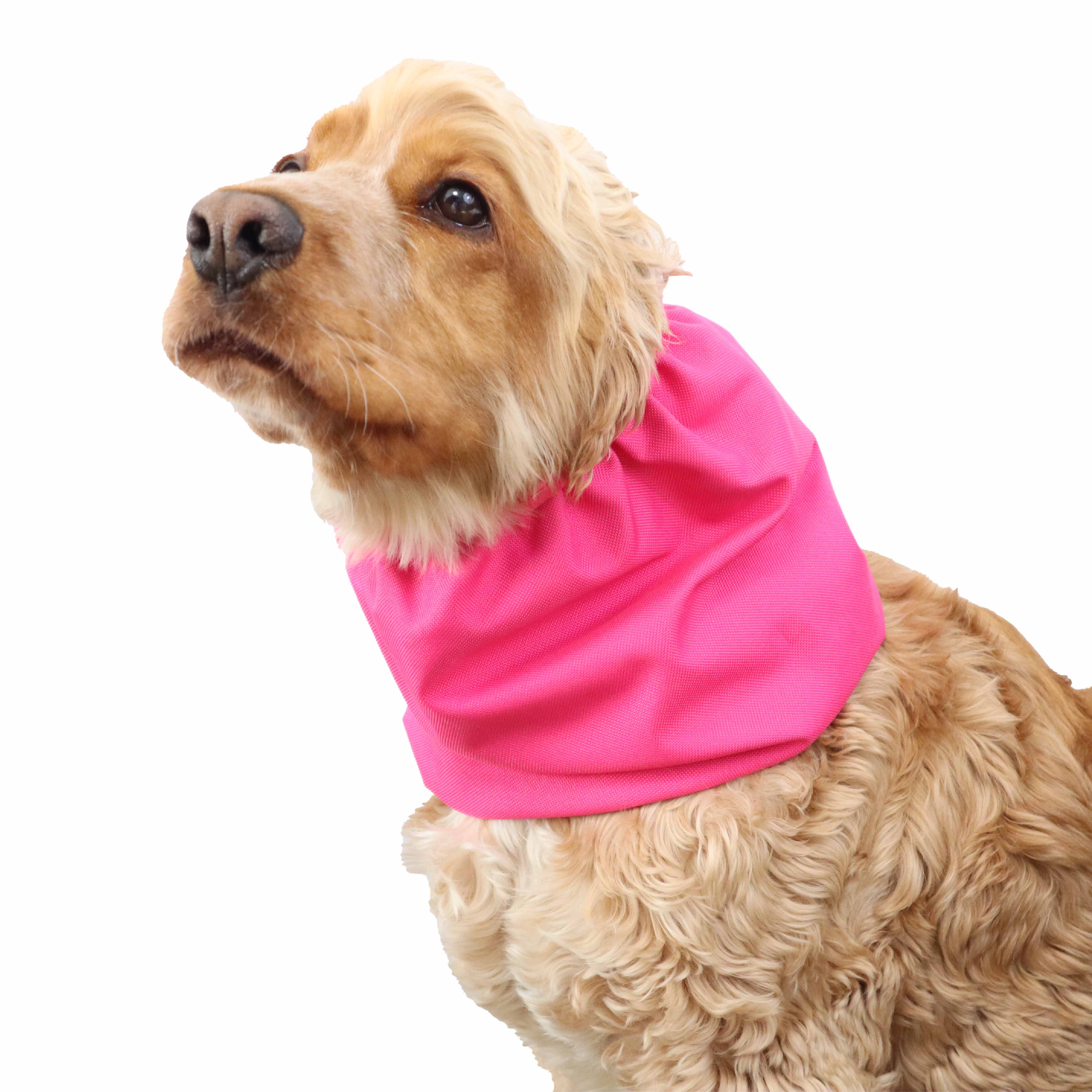 Snood for dog Barbie Pink Distinguish Me