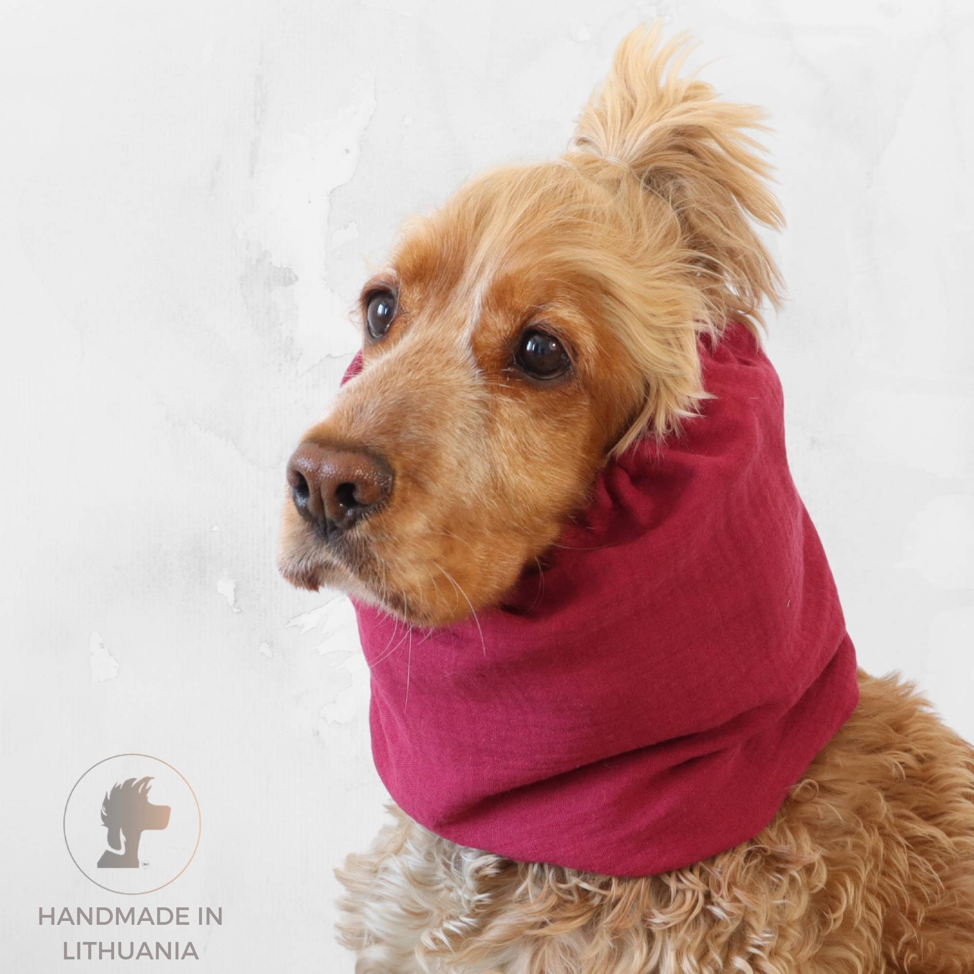 Cocker Spaniel wearing a raspberry pink muslin dog snood for feeding and summer walks