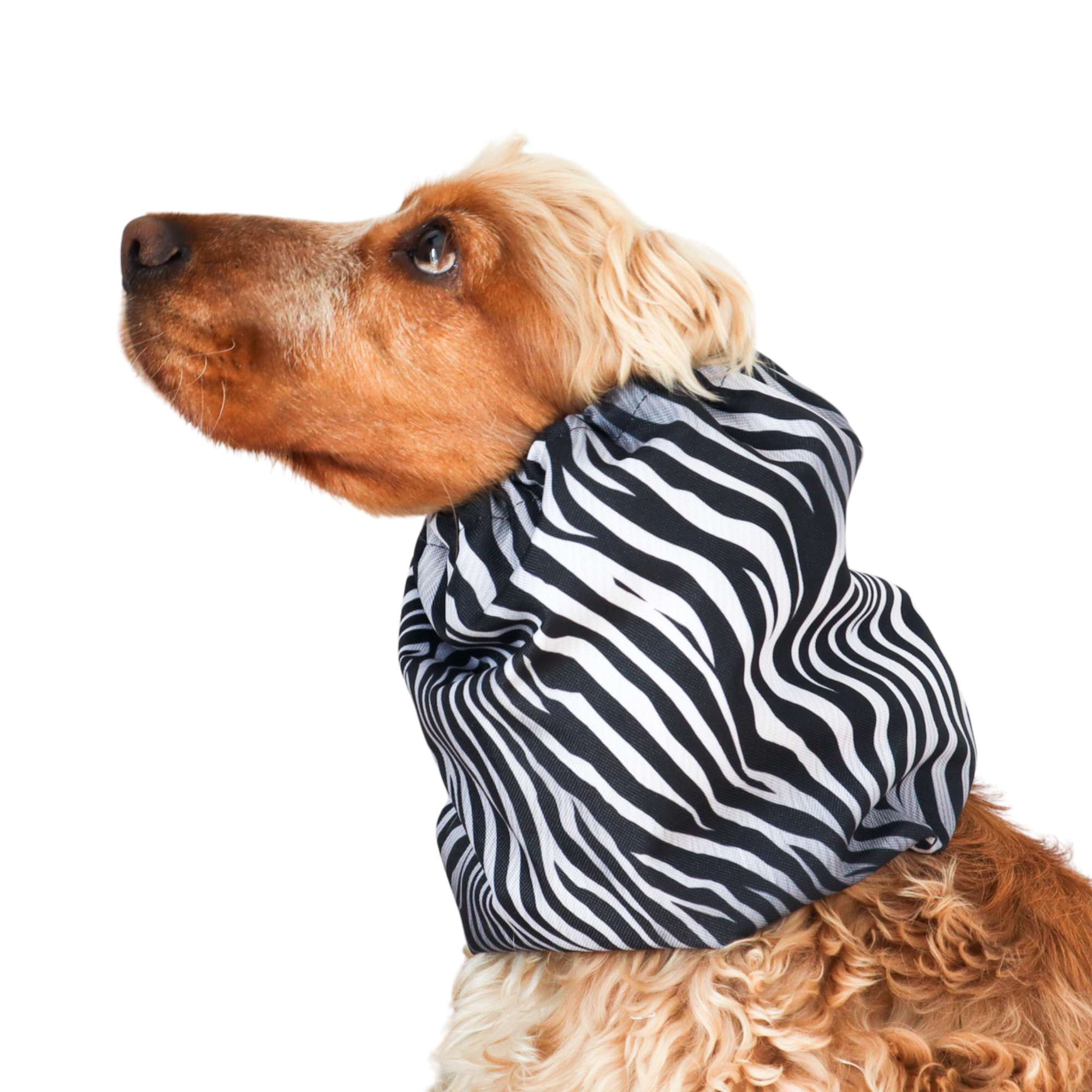Thick waterproof dog snood with zebra pattern – ear protector for Afghan Hound, English Pointer, large breed dogs