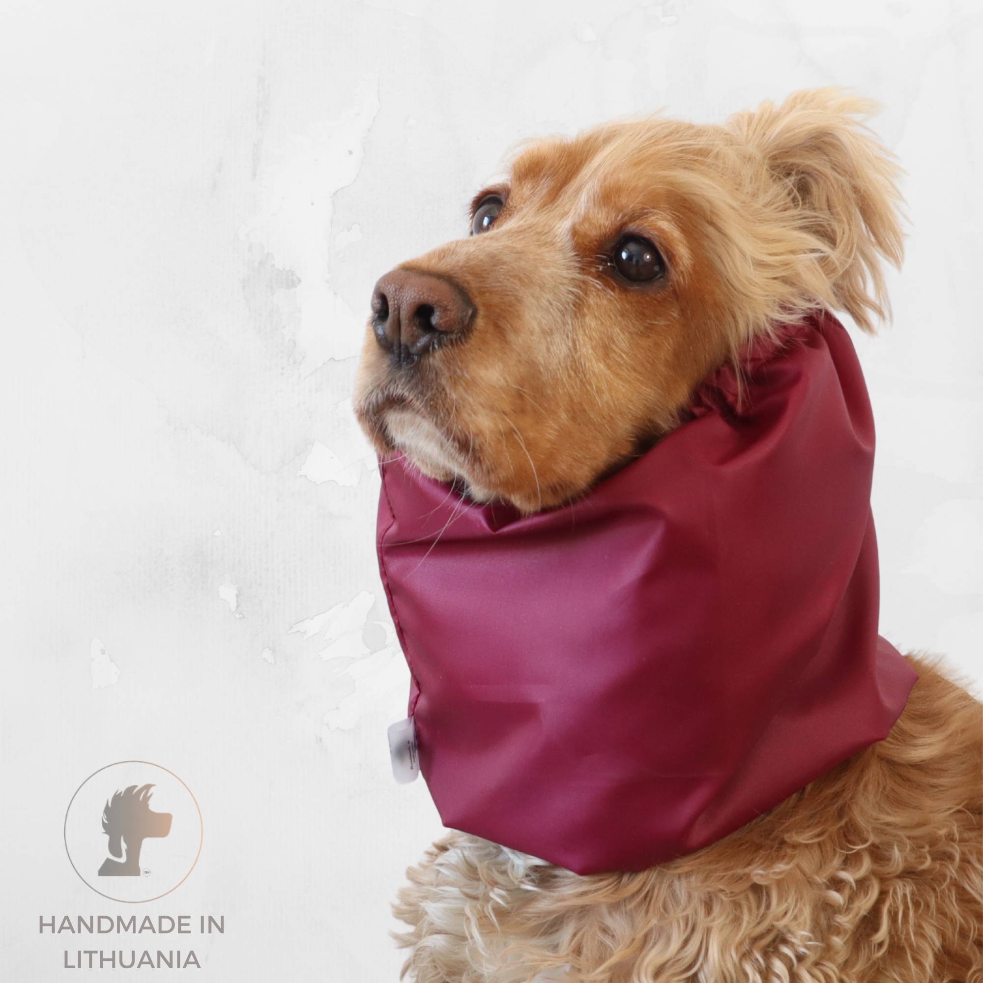 Cocker Spaniel wearing a burgundy polyester feeding snood for meals and daily walks