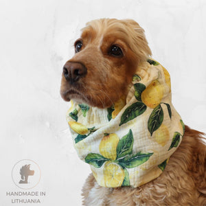 Cocker spaniel wearing muslin dog snood with lemon print – Lemon Tree design by Distinguish Me