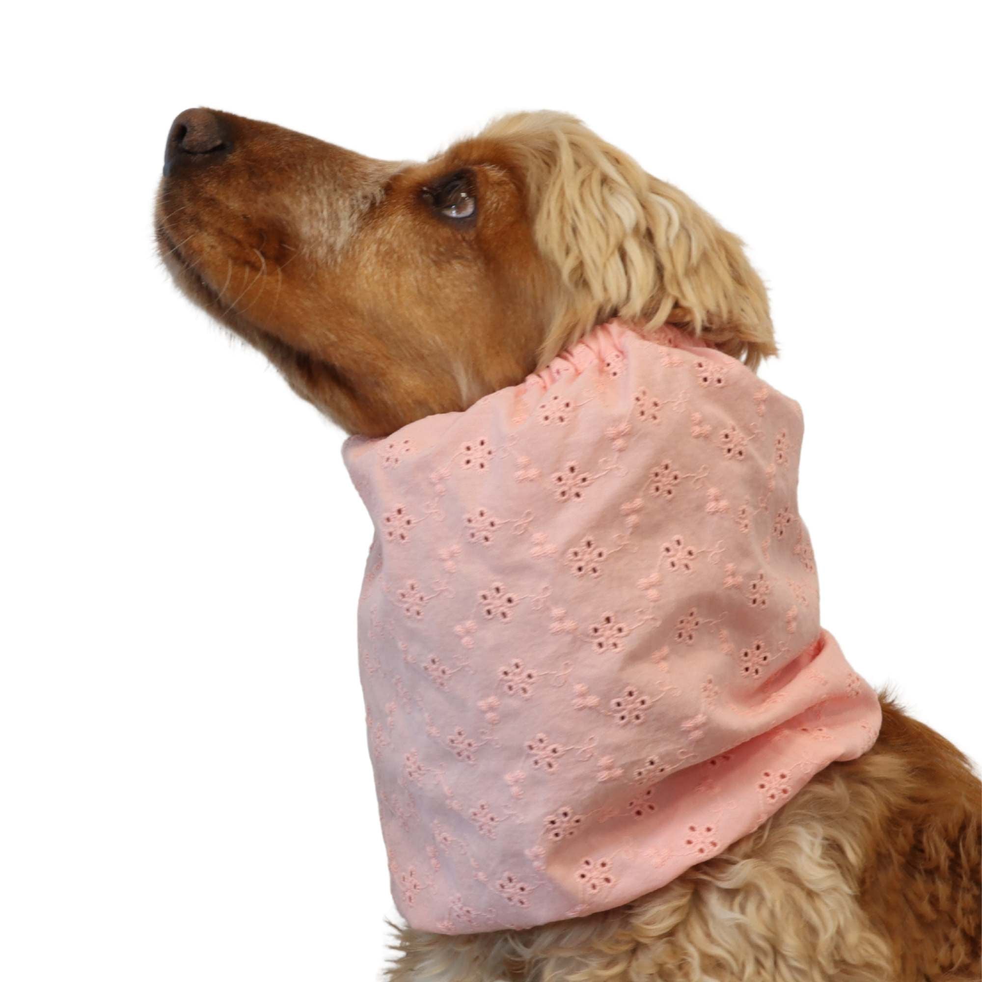 Golden cocker spaniel wearing blush pink eyelet cotton snood for long ears by Distinguish Me
