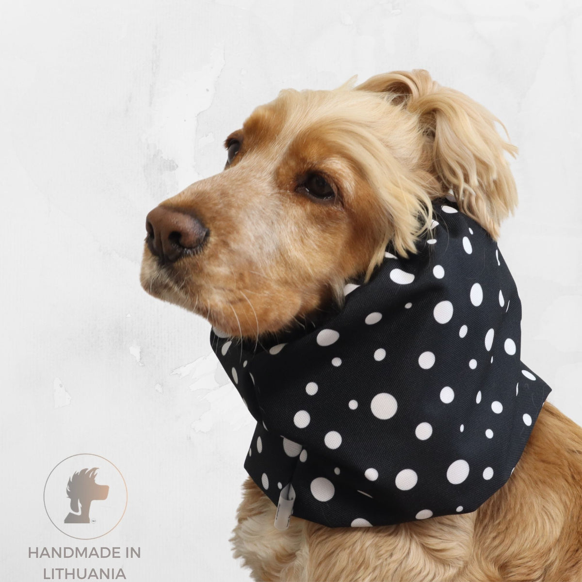 Golden Cocker Spaniel wearing the Black Dots waterproof dog snood with a black fabric and white polka dot pattern.