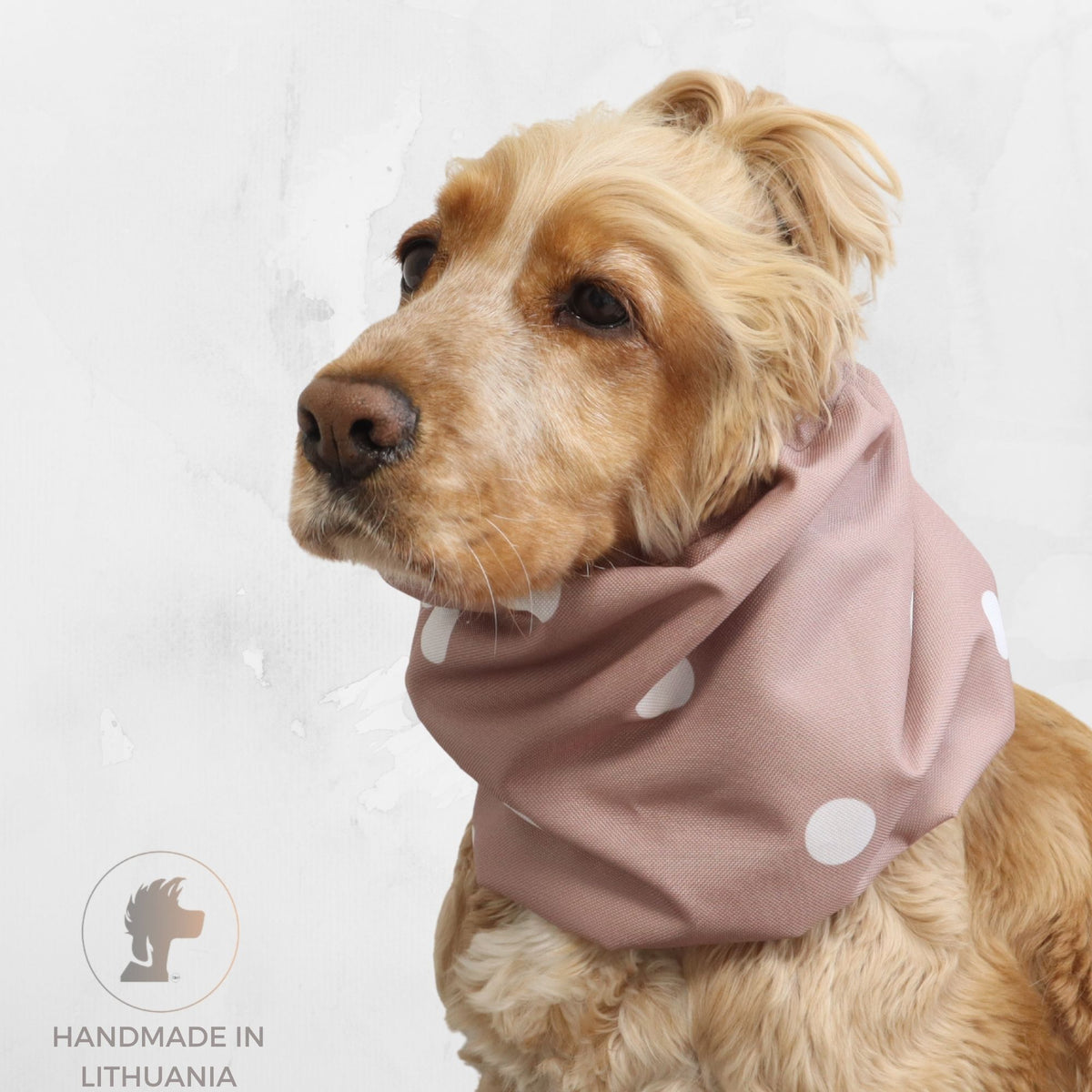 Golden Cocker Spaniel wearing the Blush Dots waterproof dog snood with a soft blush pink fabric and white polka dot pattern.