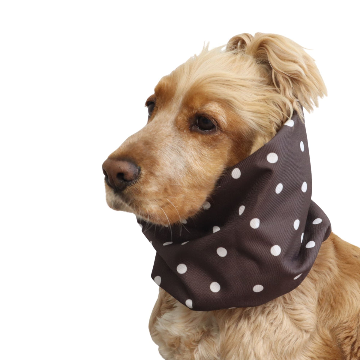Front three-quarter view of a Cocker Spaniel wearing the Espresso Dots waterproof dog snood, showing the full polka dot print and overall fit.