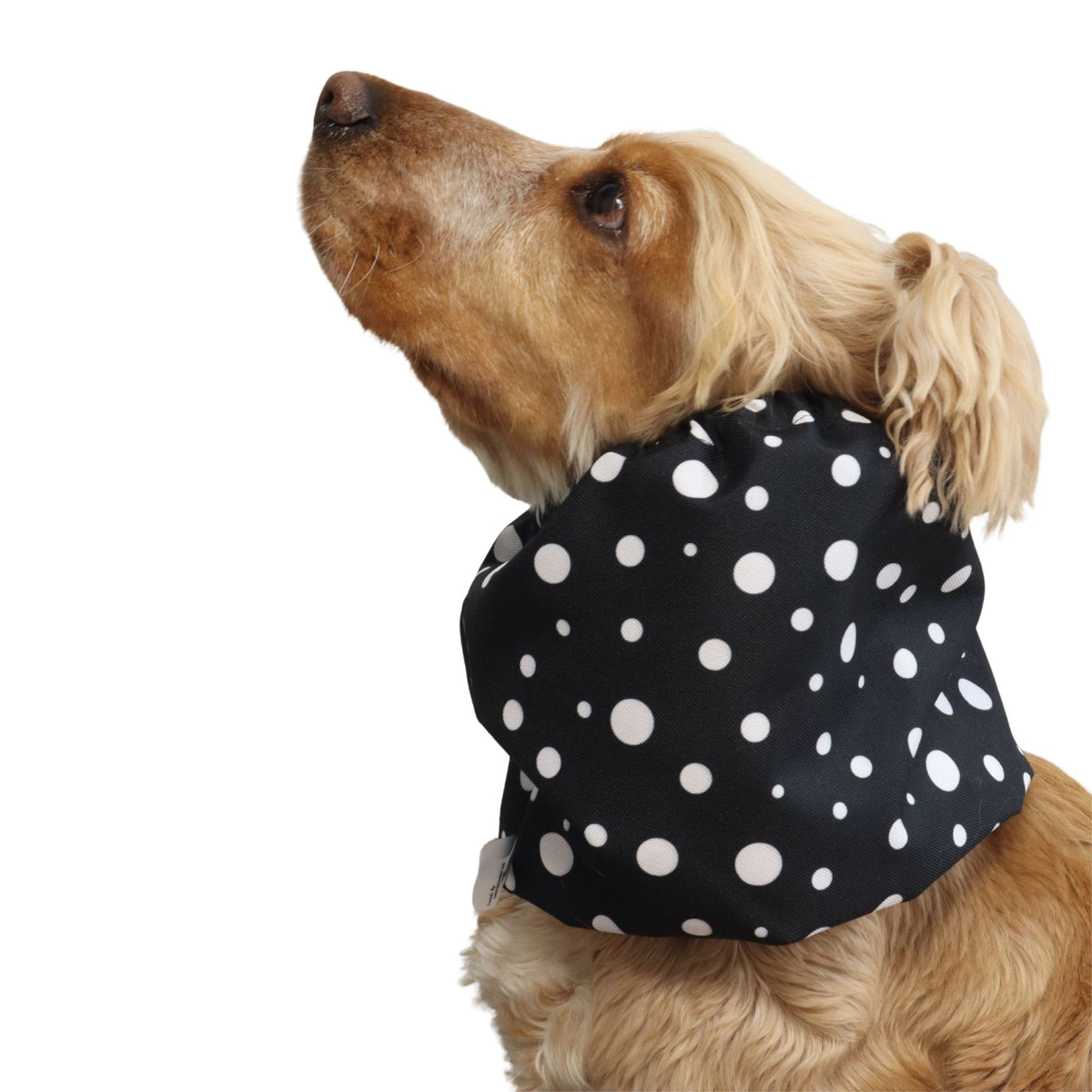 Side view of a Cocker Spaniel wearing the Black Dots waterproof snood, showing how it covers and protects the dog's long ears.