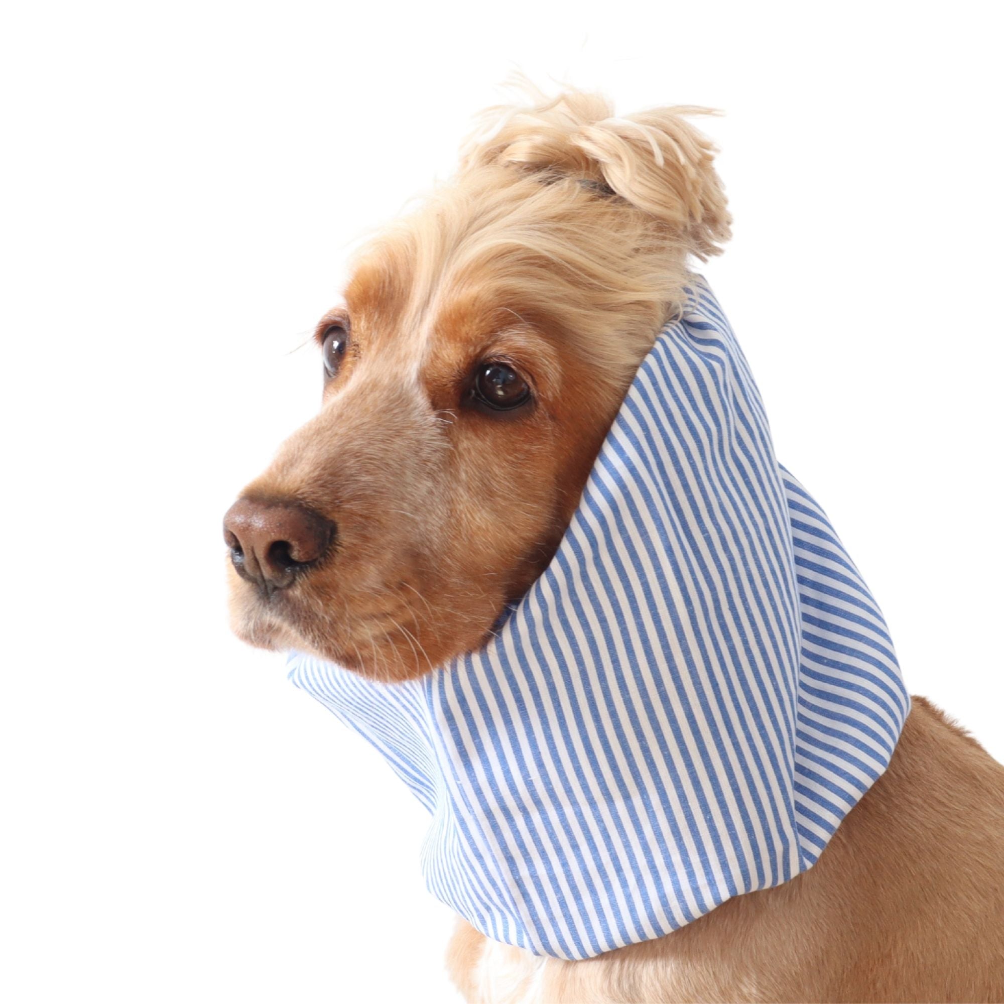 Golden English Cocker Spaniel wearing a blue and white striped cotton dog snood over its long ears.