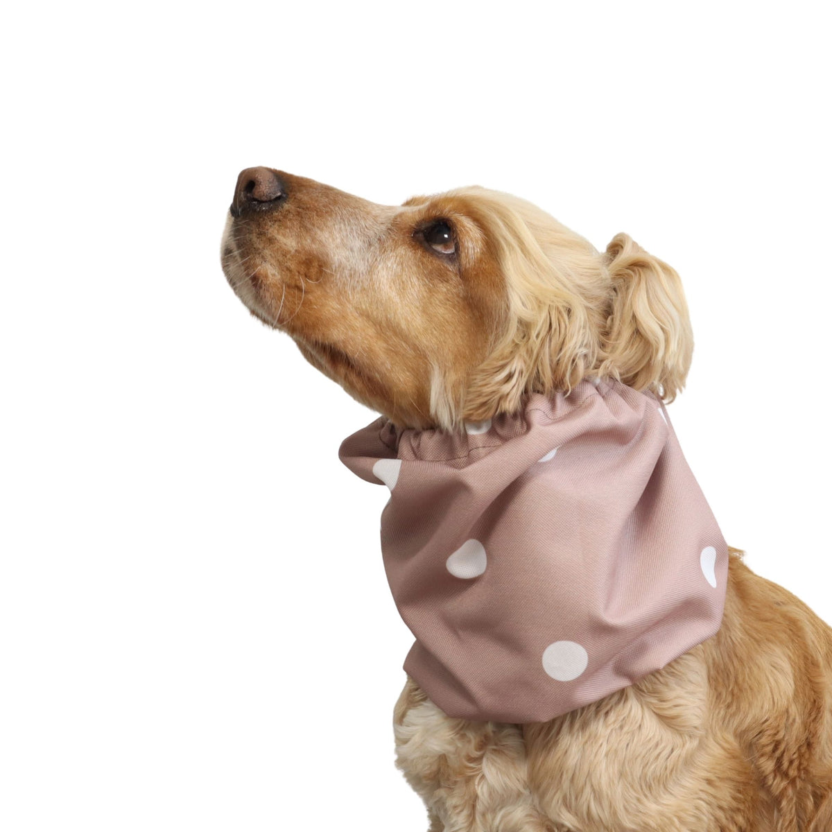 Side view of a Cocker Spaniel wearing the Blush Dots waterproof snood, showing how it covers and protects the dog's long ears.