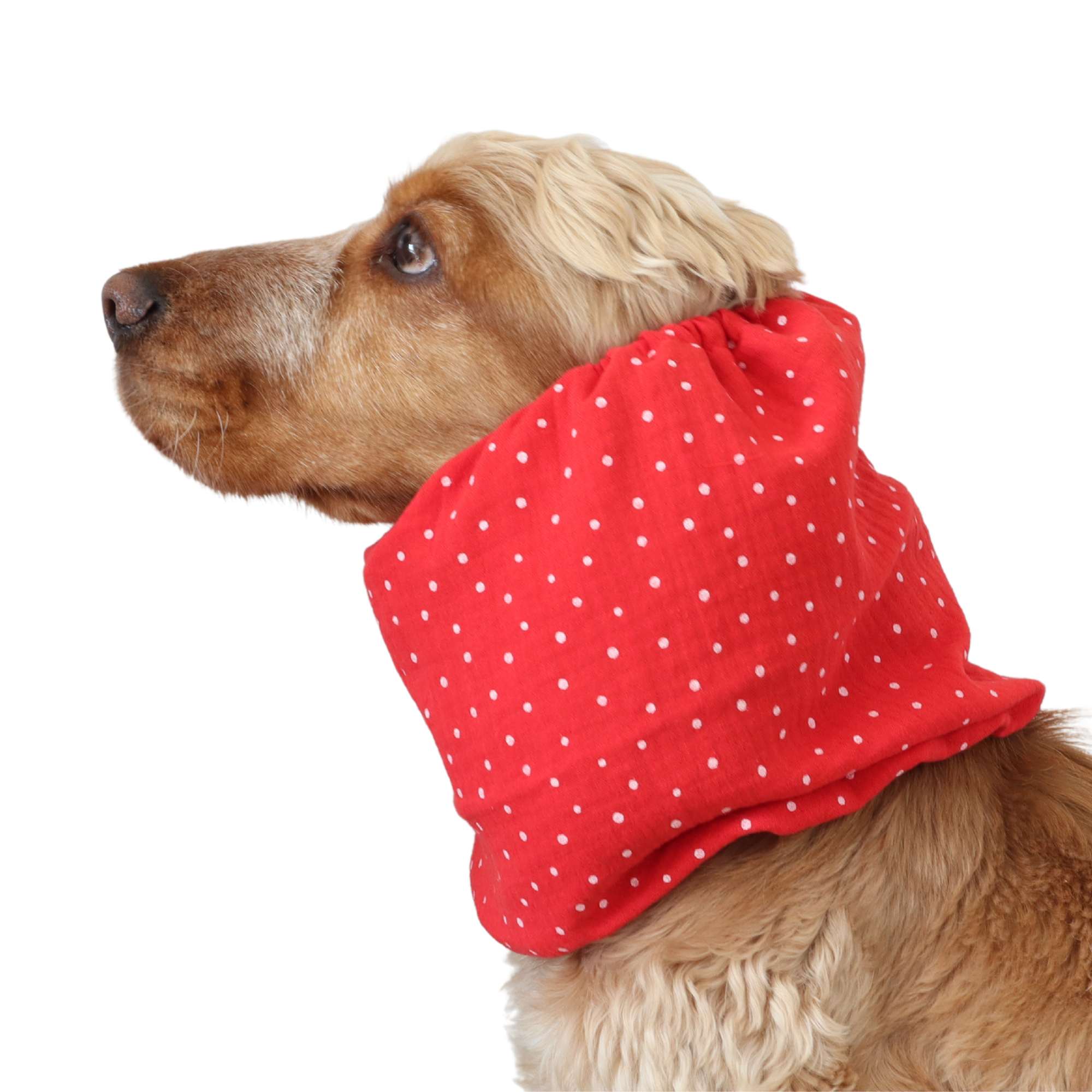 dog with red snood from Distinguish Me