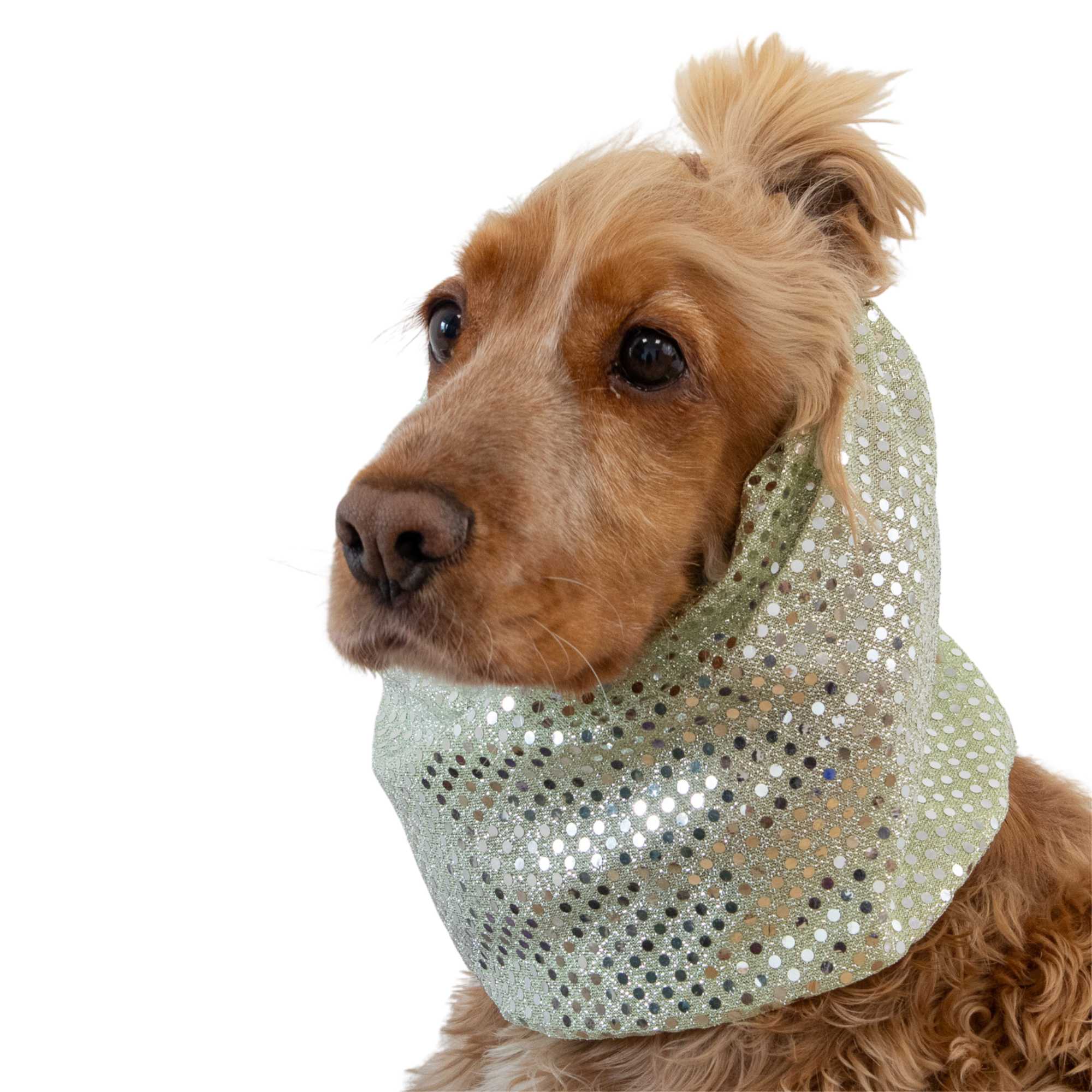 Long ear dog snood in champagne color for spaniel and cavalier dogs