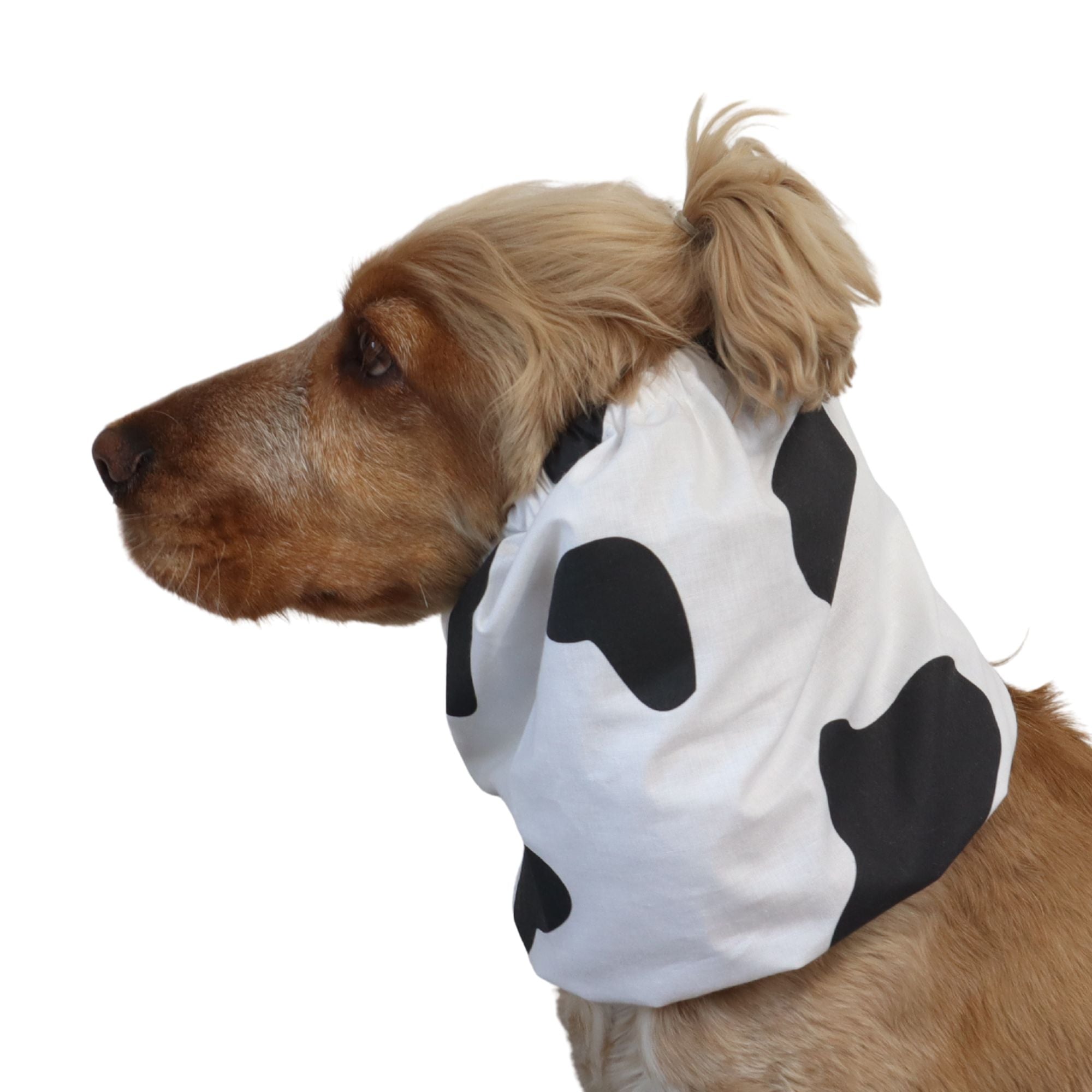A light brown dog wearing a white pet snood with black cow-print spots