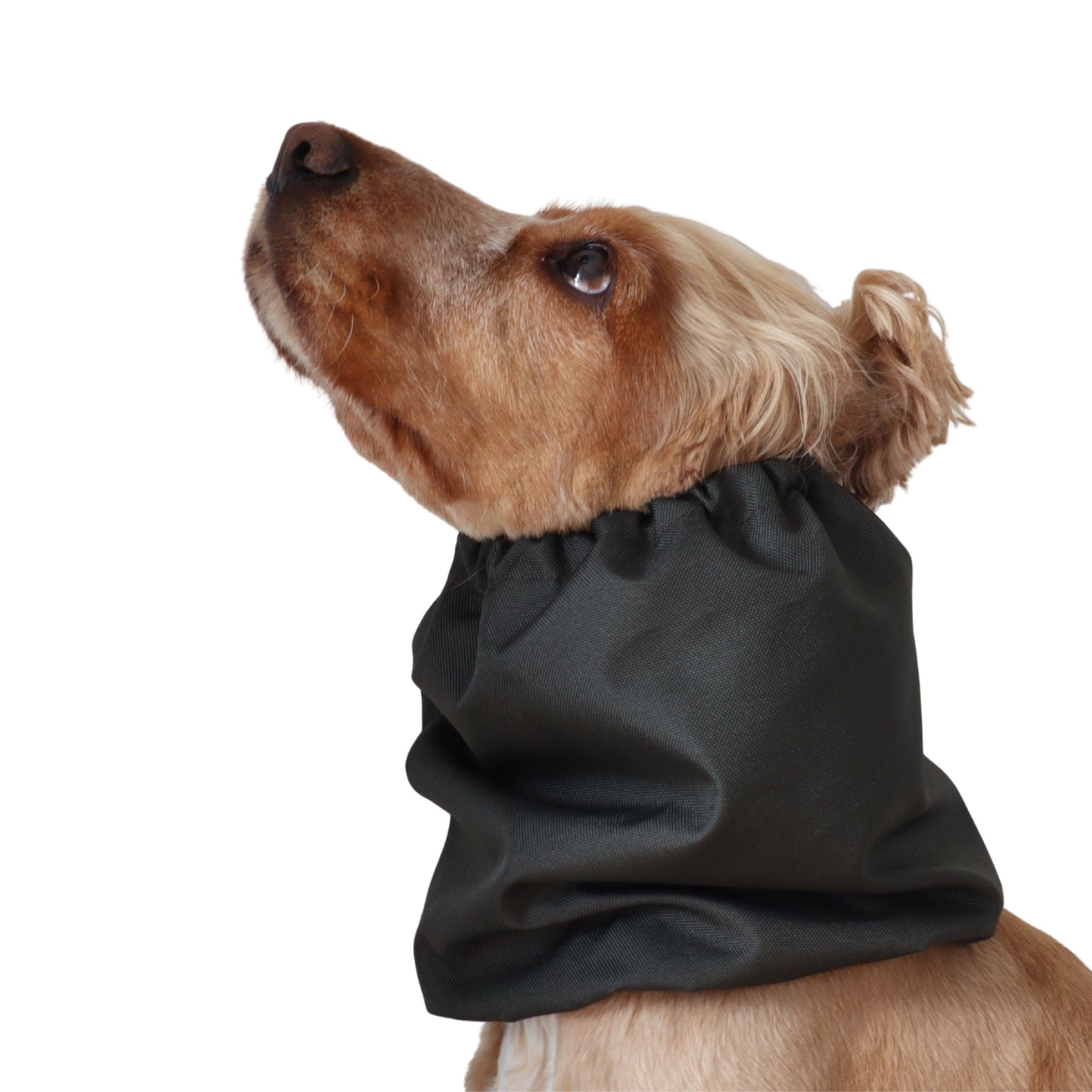 distinguish me cocker spaniel rain snood green