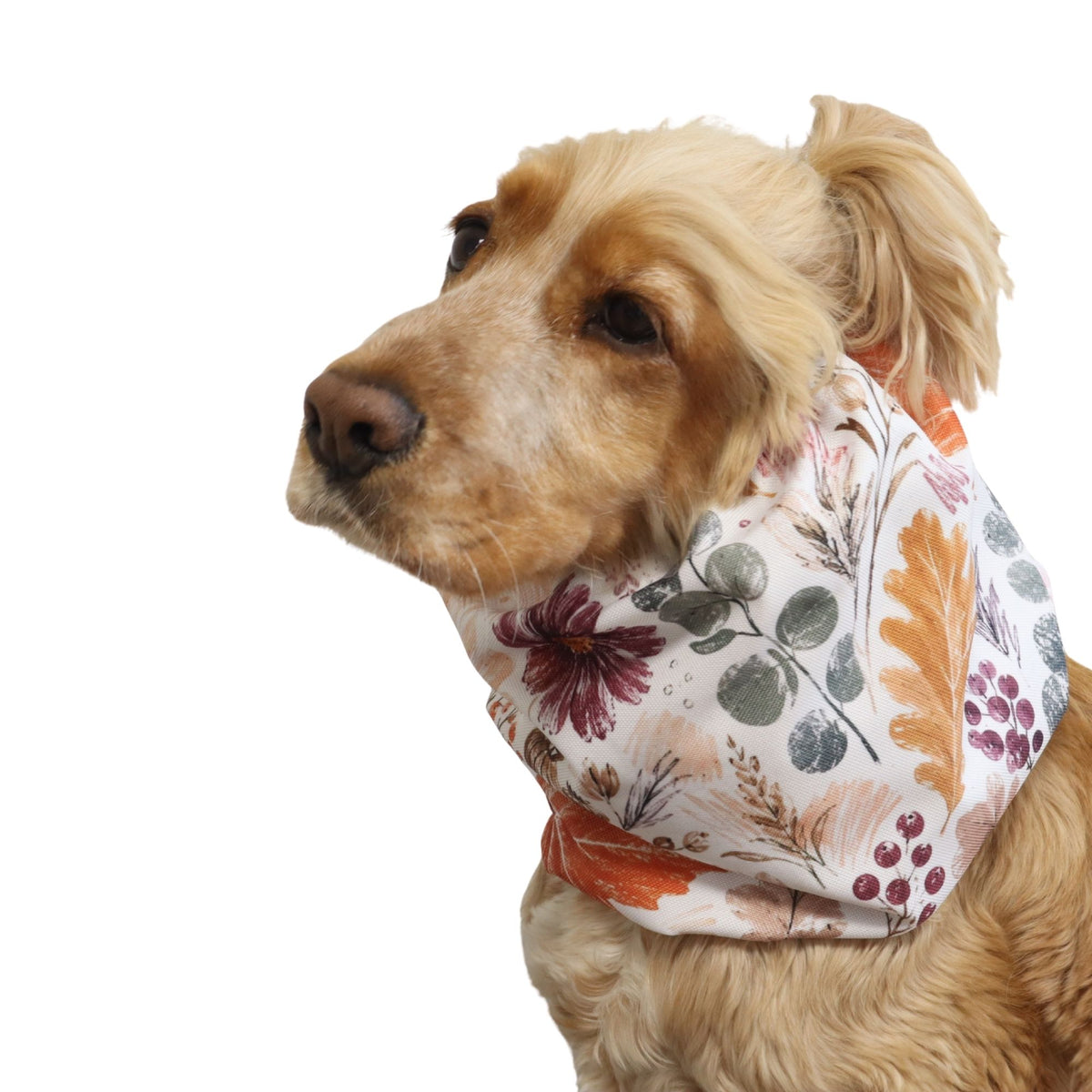 Front three-quarter view of a Cocker Spaniel wearing the Autumn Garden waterproof dog snood, showing the full botanical print and comfortable fit.