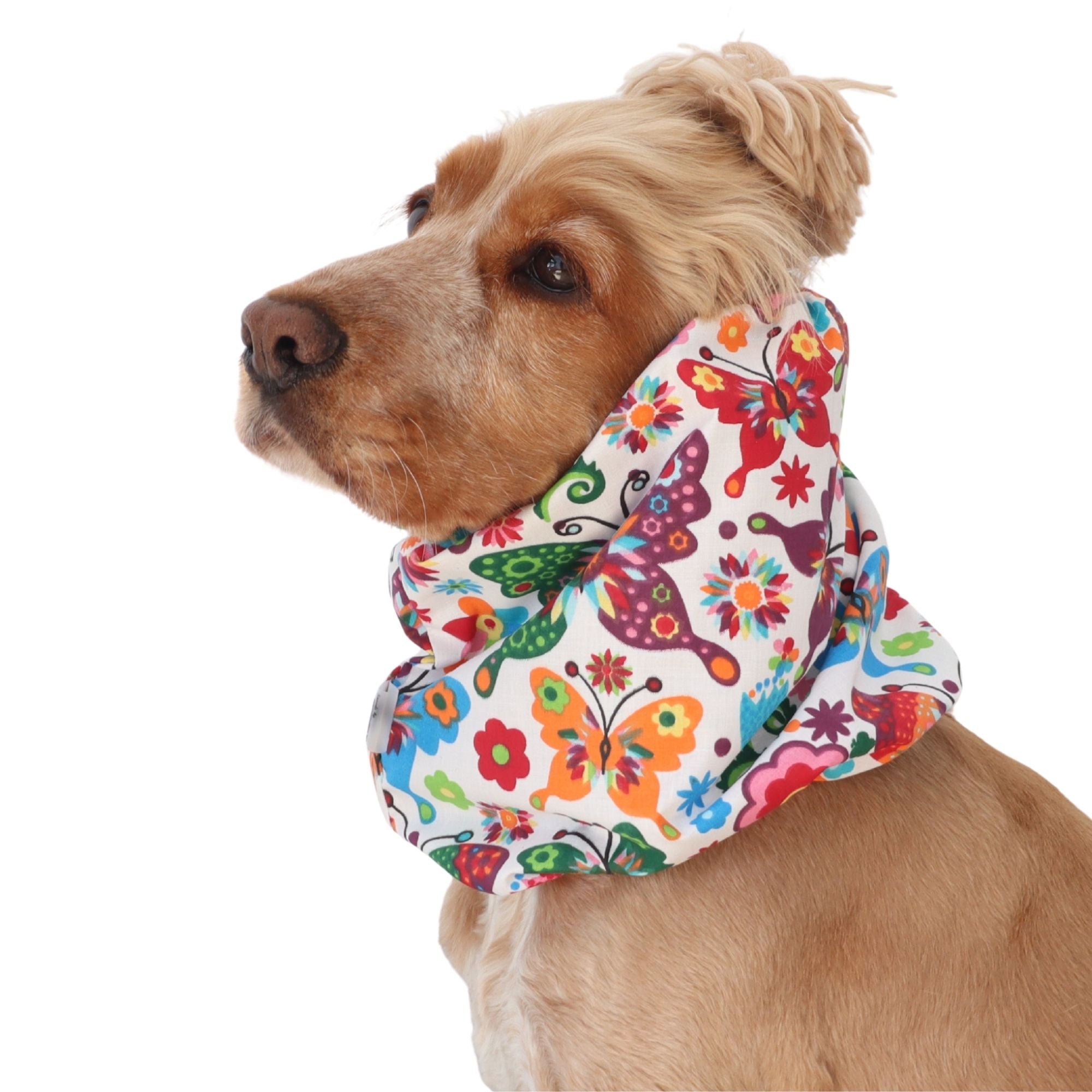 Golden English Cocker Spaniel wearing a colorful cotton dog snood patterned with butterflies, flowers .