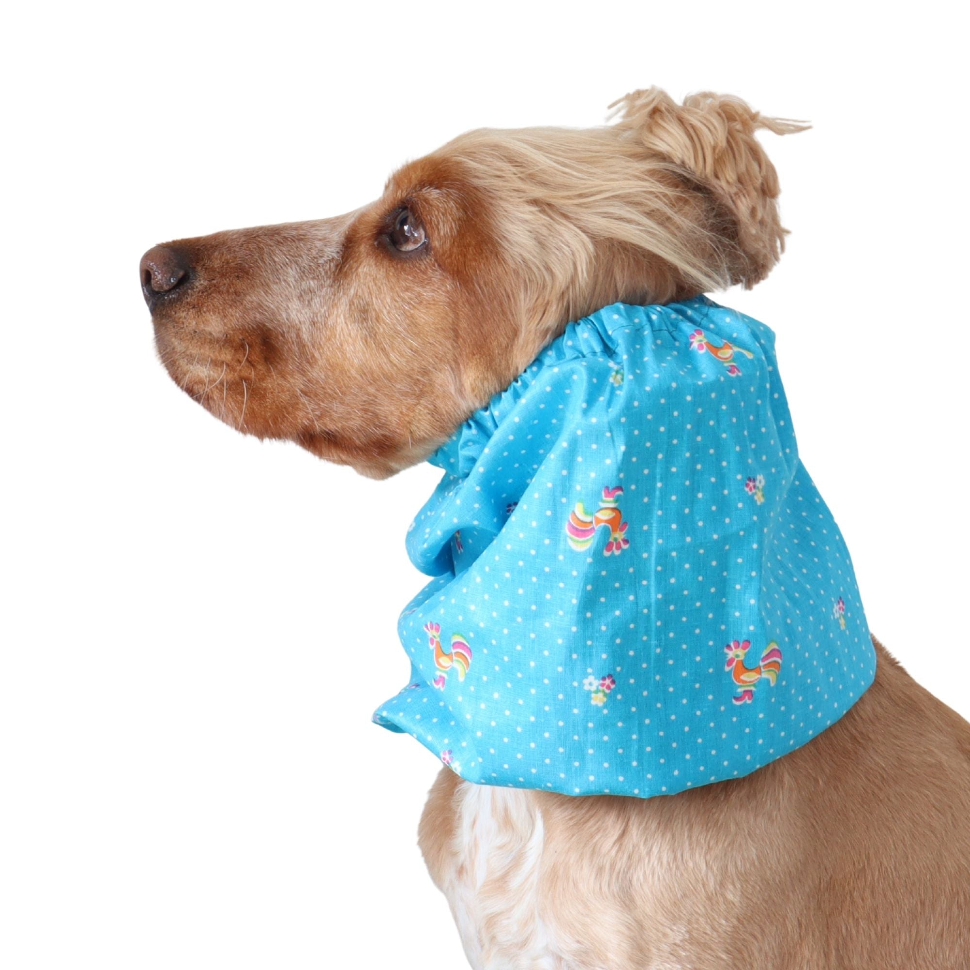 Golden English Cocker Spaniel wearing a blue cotton dog snood with small vintage rooster, flower and white dot print.