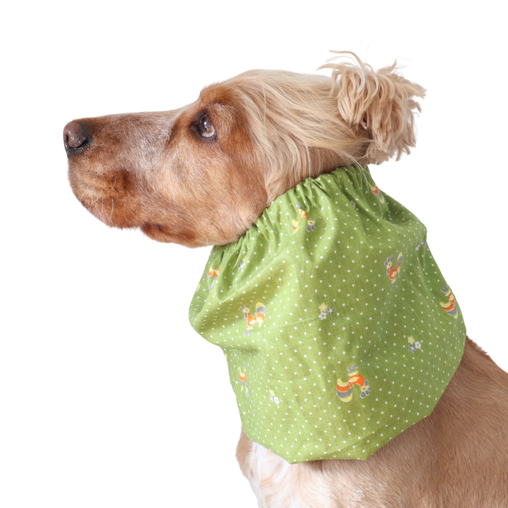 Golden English Cocker Spaniel wearing a green cotton snood with vintage roosters, tiny flowers and white dots.