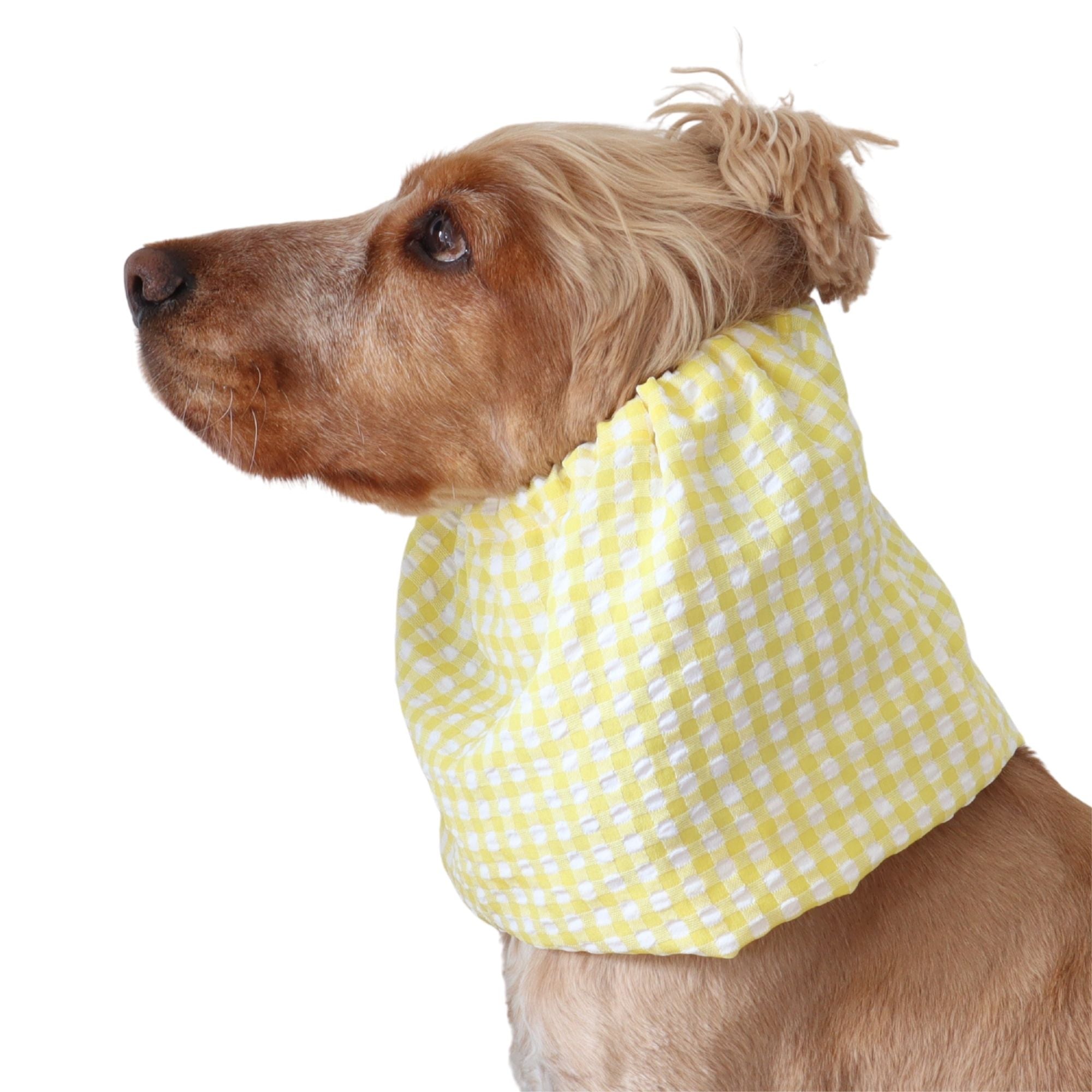 Golden English Cocker Spaniel wearing a yellow and white gingham cotton dog snood over its long ears.