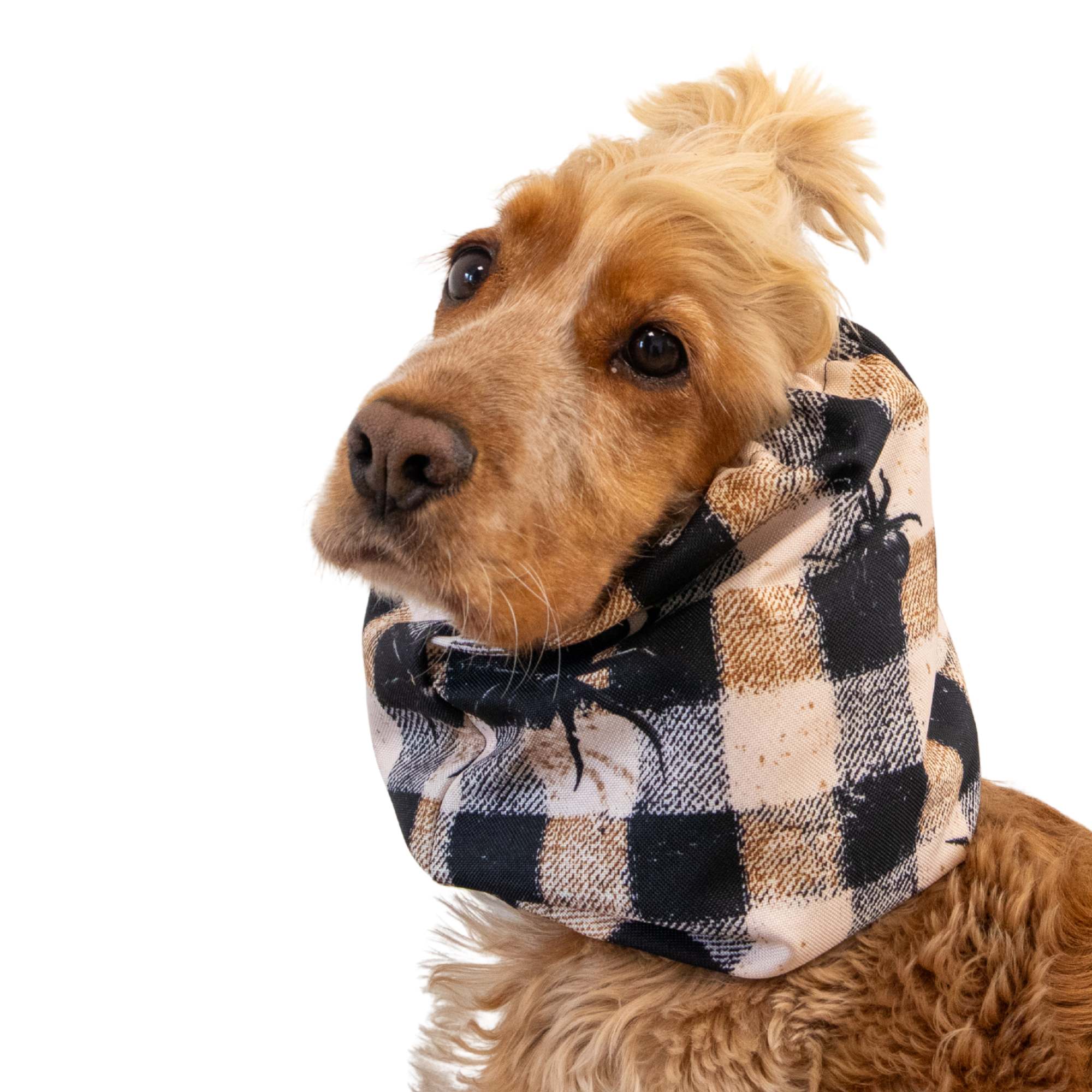 Dog wearing a plaid scarf on a white background