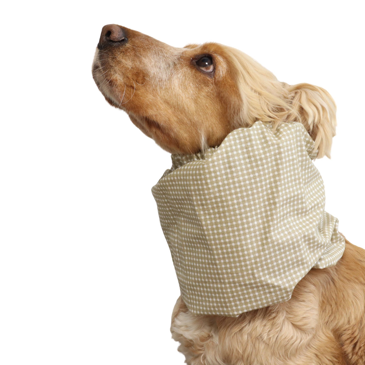 Cocker Spaniel wearing the Beige Cells summer snood from another angle, showing the lightweight cotton fabric and comfortable fit around the neck.
