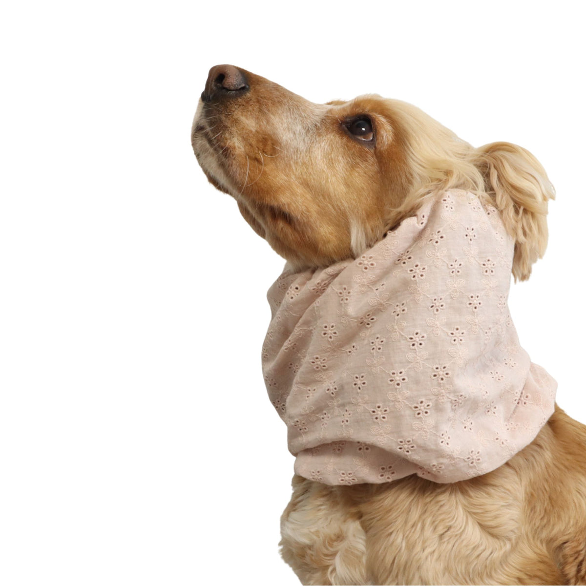 Side view of a Cocker Spaniel wearing the Blush Blooms summer dog snood made from embroidered cotton