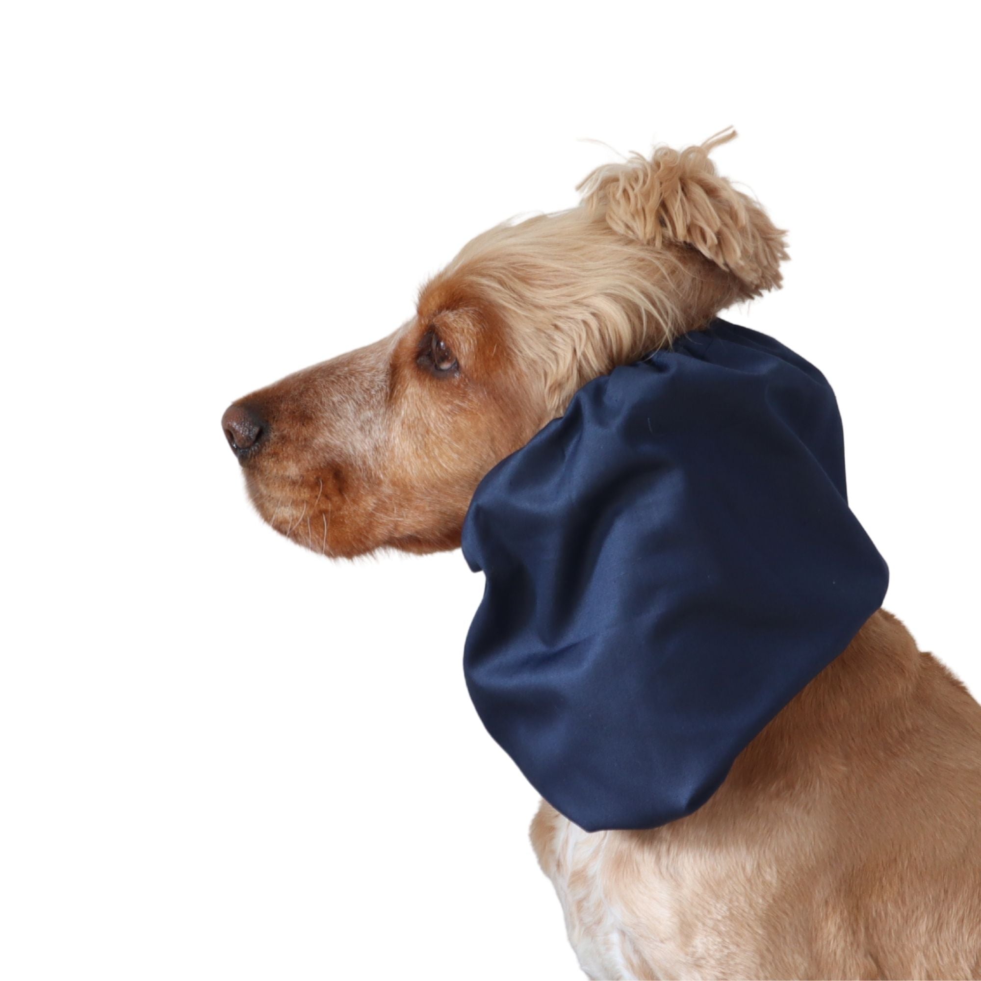 Golden English Cocker Spaniel wearing a solid deep navy cotton dog snood over its long ears.