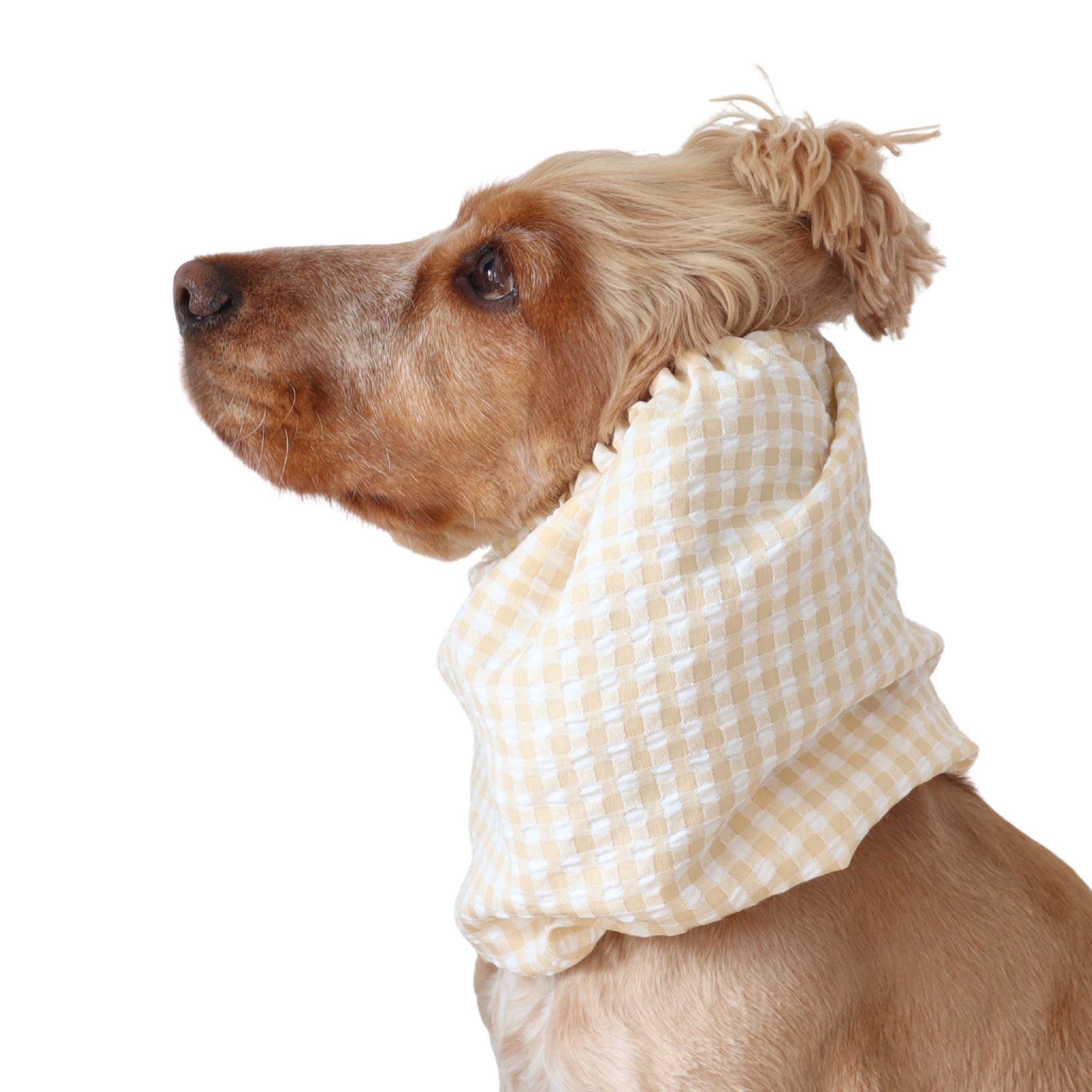 Golden English Cocker Spaniel wearing a beige and white gingham cotton dog snood over its long ears.