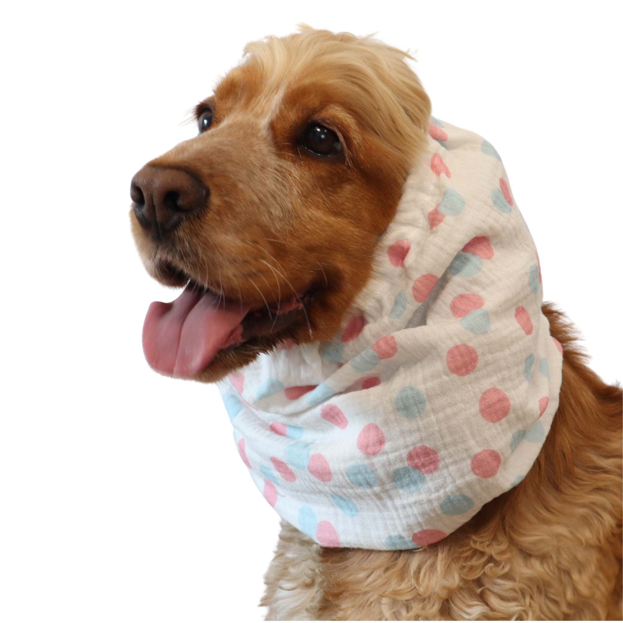 Cocker spaniel wearing pastel polka dot dog snood made from cotton muslin – Pastel Party design by Distinguish Me