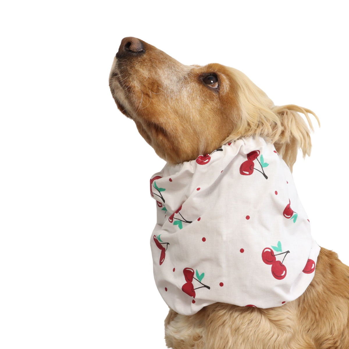 Side view of a Cocker Spaniel wearing the Cherries cotton dog snood, showing how it keeps long ears covered during feeding and daily walks.
