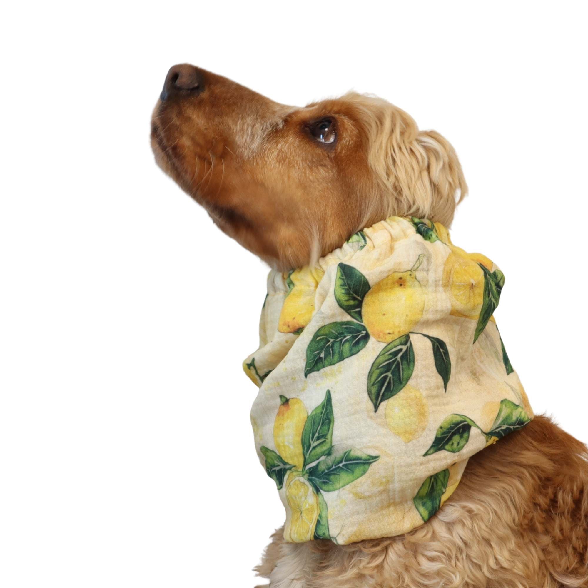 spaniel wearing muslin dog snood with lemon print – Lemon Tree design by Distinguish Me