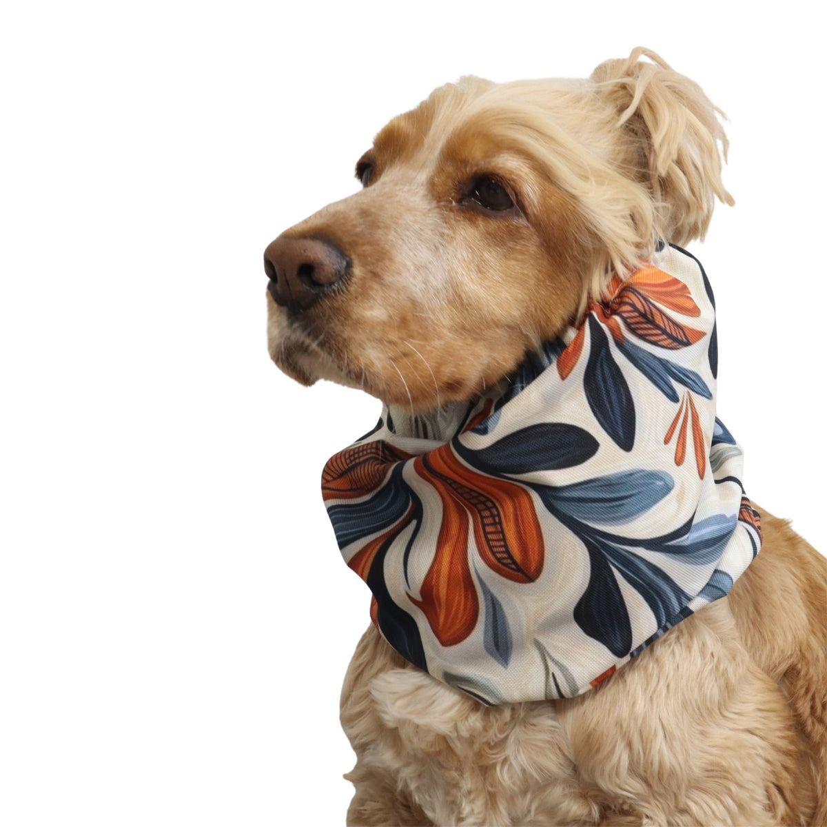 Side view of a Cocker Spaniel wearing the Autumn Bloom waterproof snood, showing how it covers and holds the long ears close to the head.