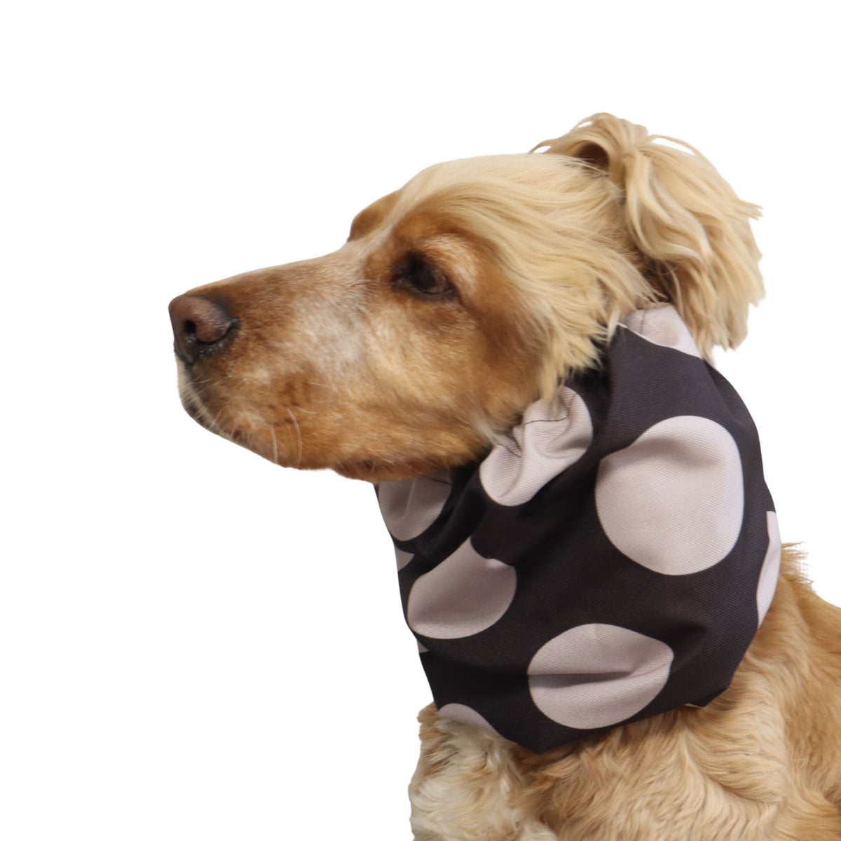 Side view of a Cocker Spaniel wearing the Chocolate Dots waterproof snood, showing how it covers and protects the dog's long ears.
