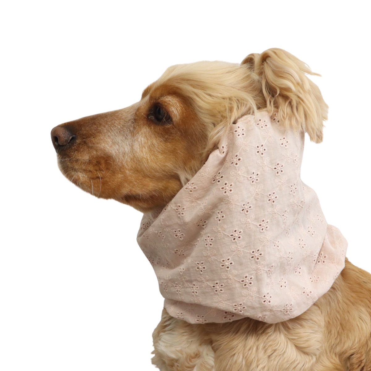 Cocker Spaniel wearing the Blush Blooms lightweight summer snood from another angle, showing the embroidered cotton fabric