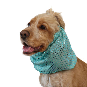 Spaniel wearing a sparkling teal dg show snood against a solid white background.