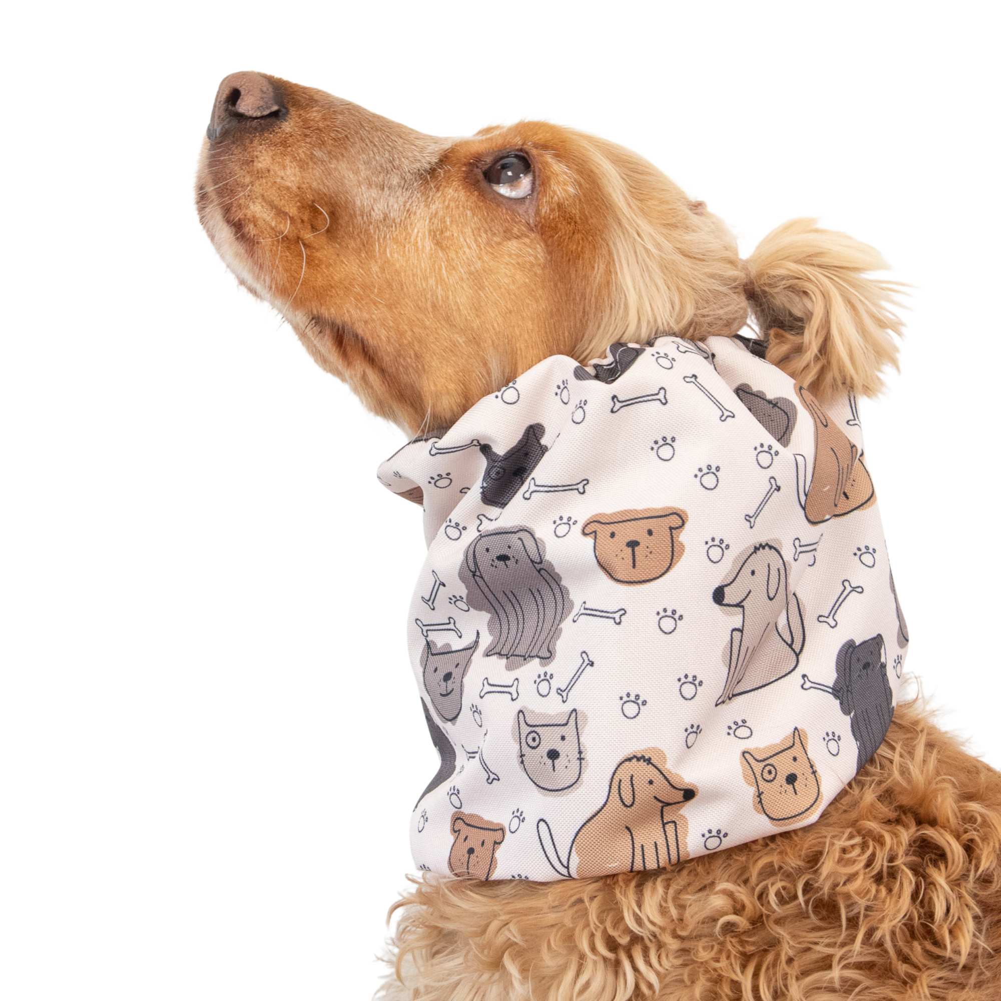 Dog snood protecting ears from rain and dirt