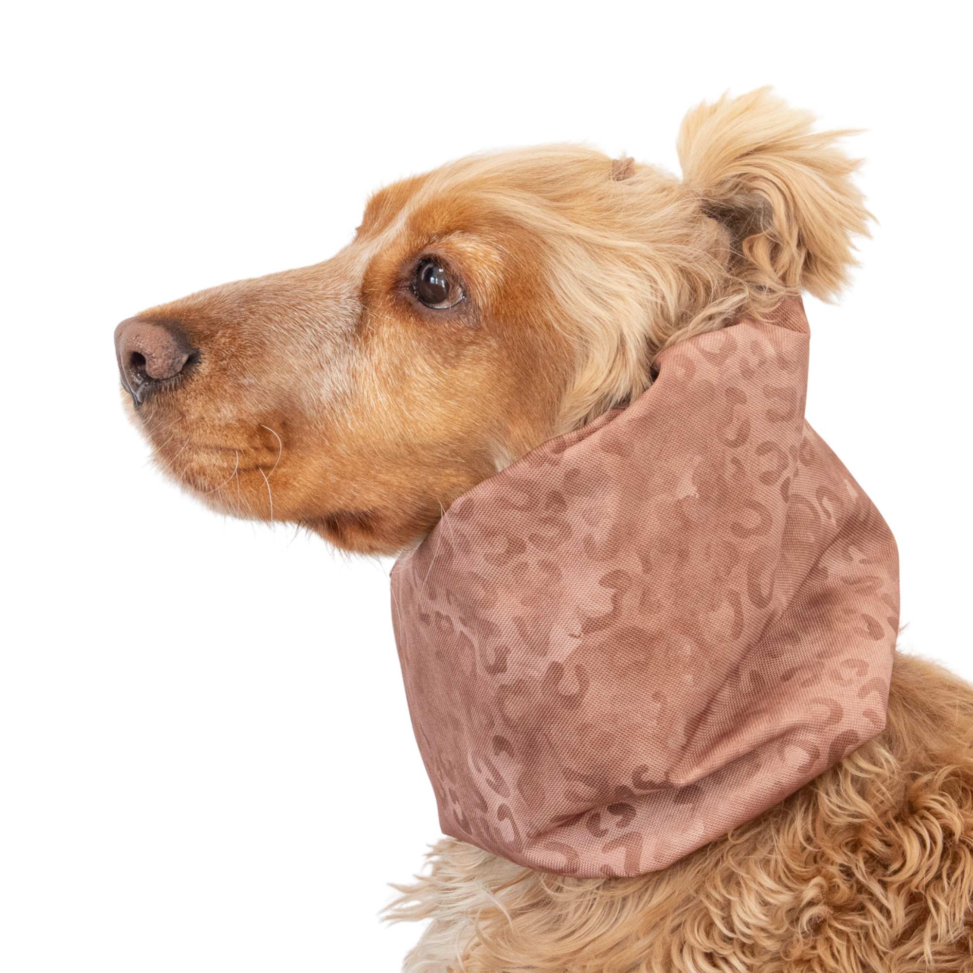 Sand leopard dog snood for daily walks and rain