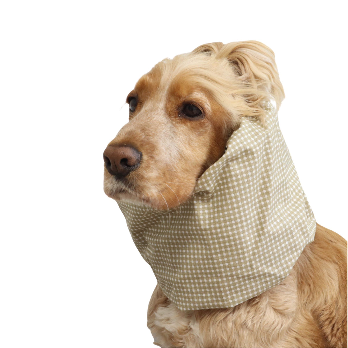 Front three-quarter view of a Cocker Spaniel wearing the Beige Cells cotton dog snood, showing the beige checked pattern and overall fit.