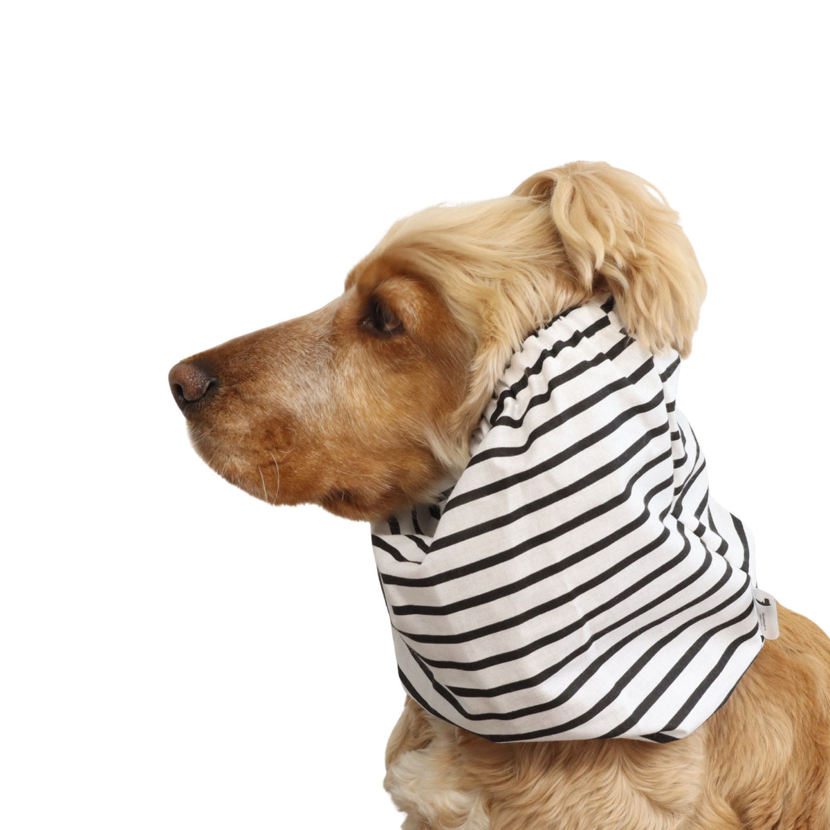 Side view of a Cocker Spaniel wearing the Mono Stripes cotton dog snood, showing how it keeps long ears covered during feeding and daily walks.