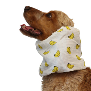 Cocker spaniel wearing white cotton snood with banana print for long ears by Distinguish Me