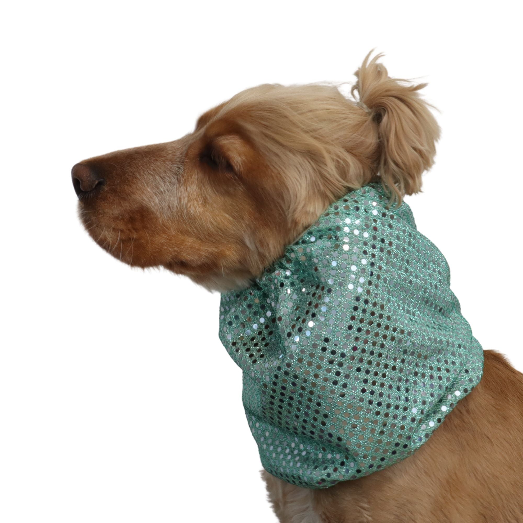 Dog with green snood