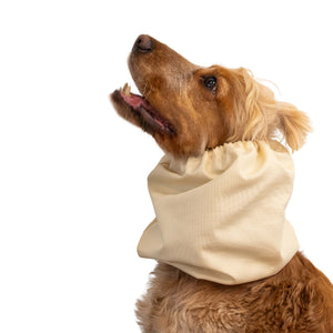 Dog wearing a beige neck wrap on a white background