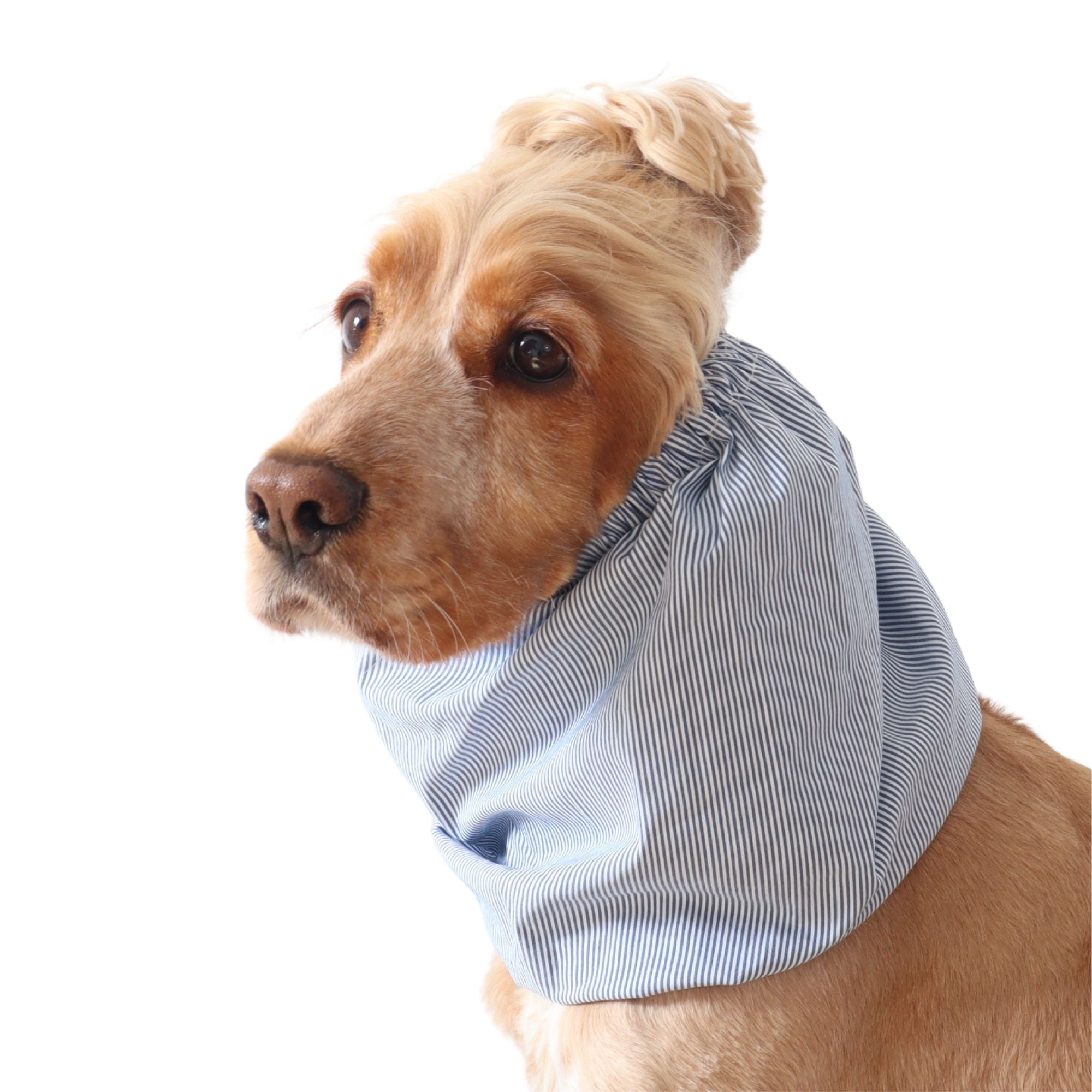 Golden English Cocker Spaniel wearing a fine blue and white pinstripe cotton muslin dog snood.