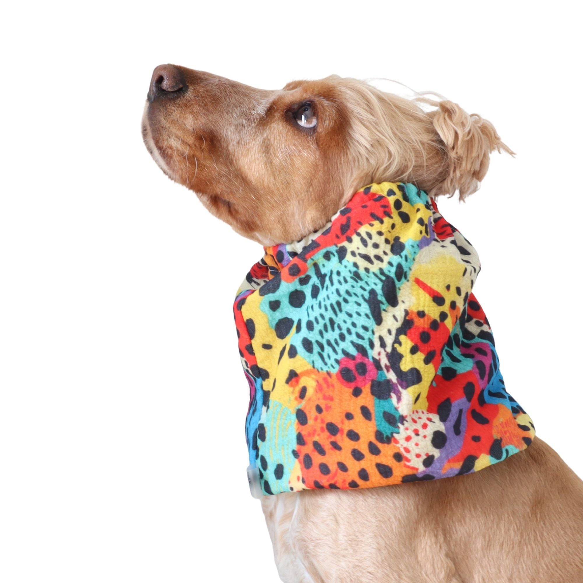 Golden English Cocker Spaniel wearing a colorful cotton muslin dog snood with a bright abstract animal print.