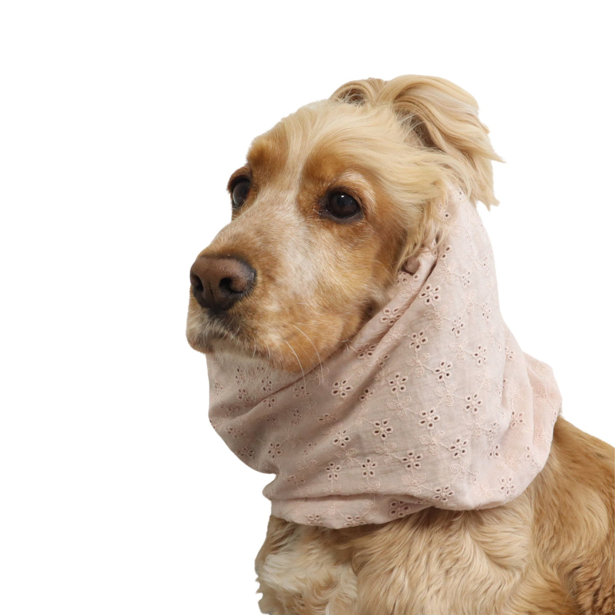 Front view of a Cocker Spaniel wearing the Blush Blooms summer snood in soft blush embroidered cotton