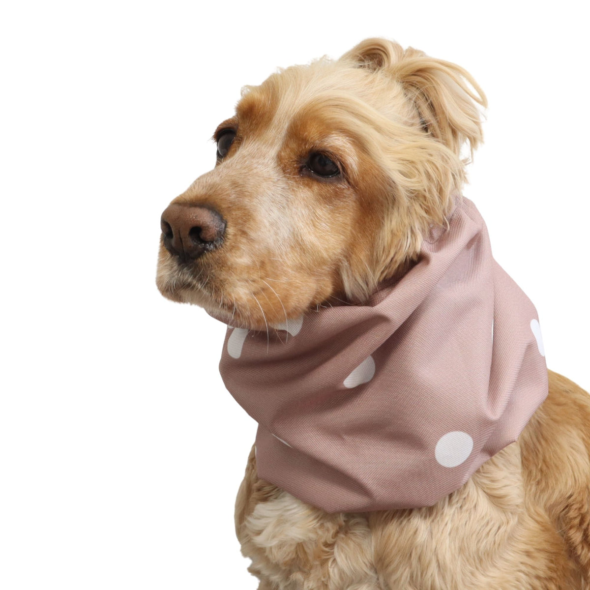 Front three-quarter view of a Cocker Spaniel wearing the Blush Dots waterproof dog snood, showing the full polka dot print and overall fit.