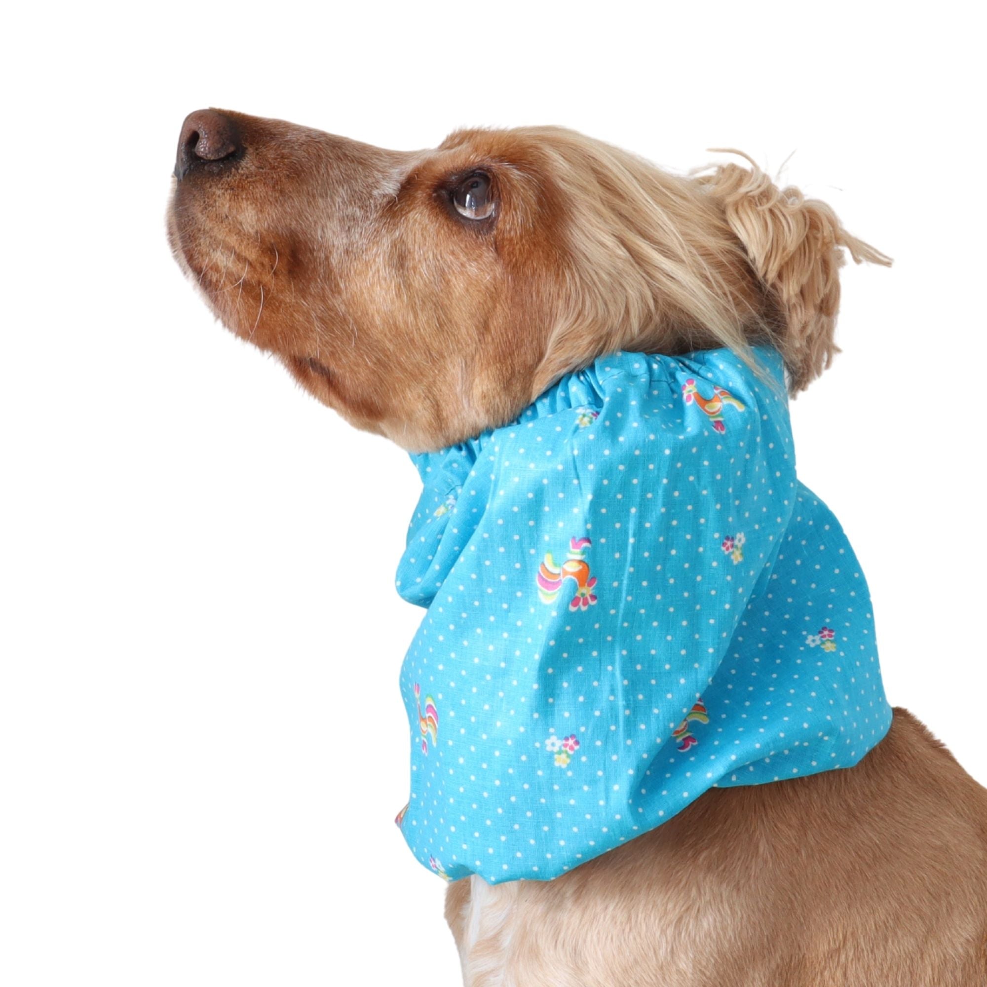 Golden English Cocker Spaniel wearing a blue cotton dog snood with small vintage rooster, flower and white dot print.