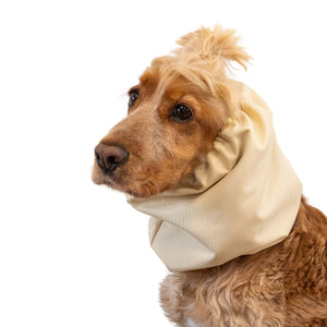 Dog with snood 
