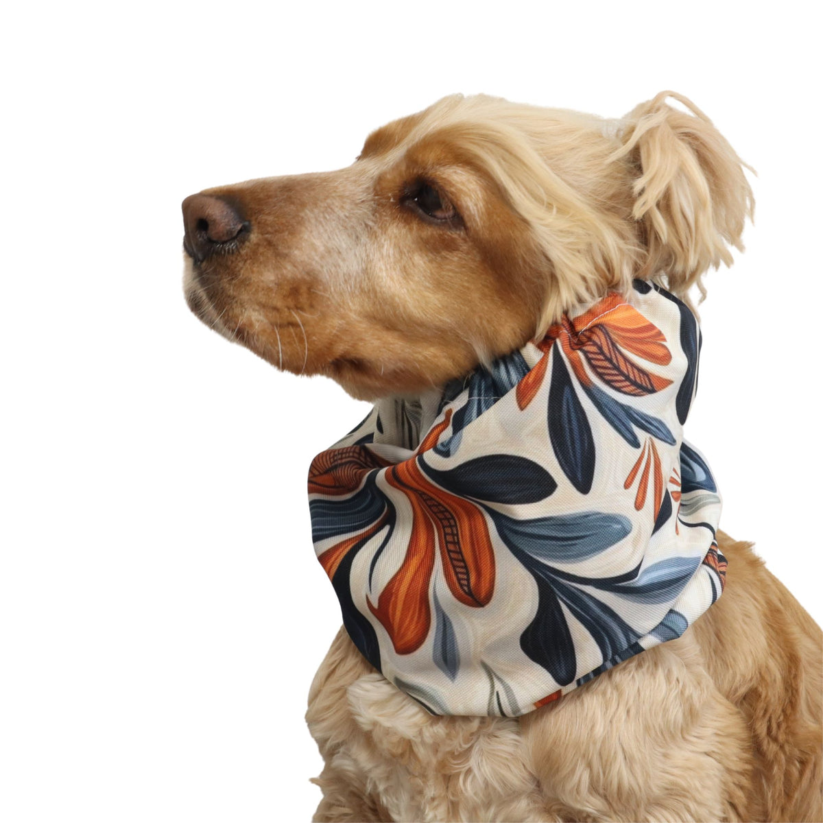 Cocker Spaniel wearing the Autumn Bloom dog snood from another angle, showing the fit around the neck and the full botanical print.
