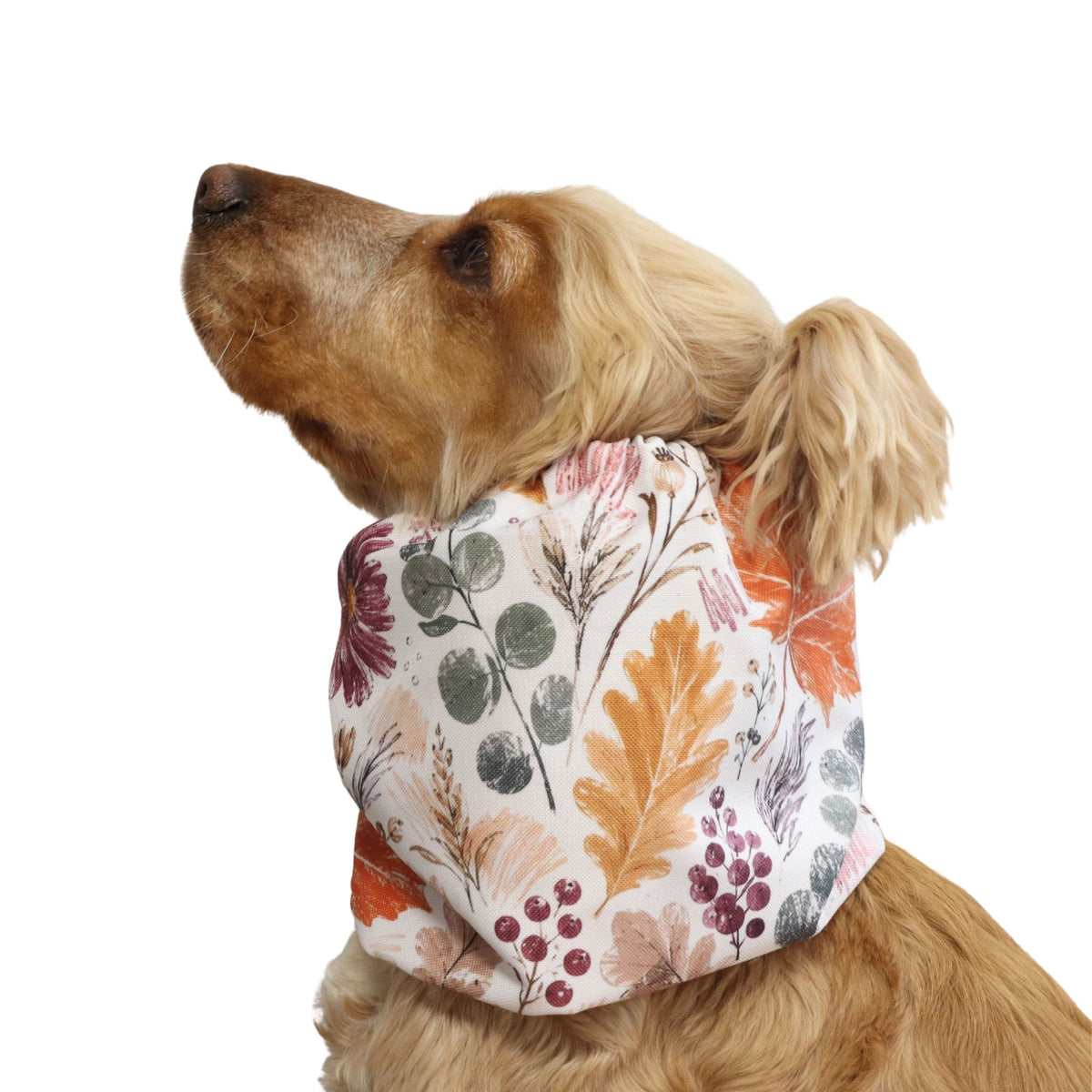 Cocker Spaniel wearing the Autumn Garden dog snood from the side and back, showing the fit around the neck and gathered elastic edges.